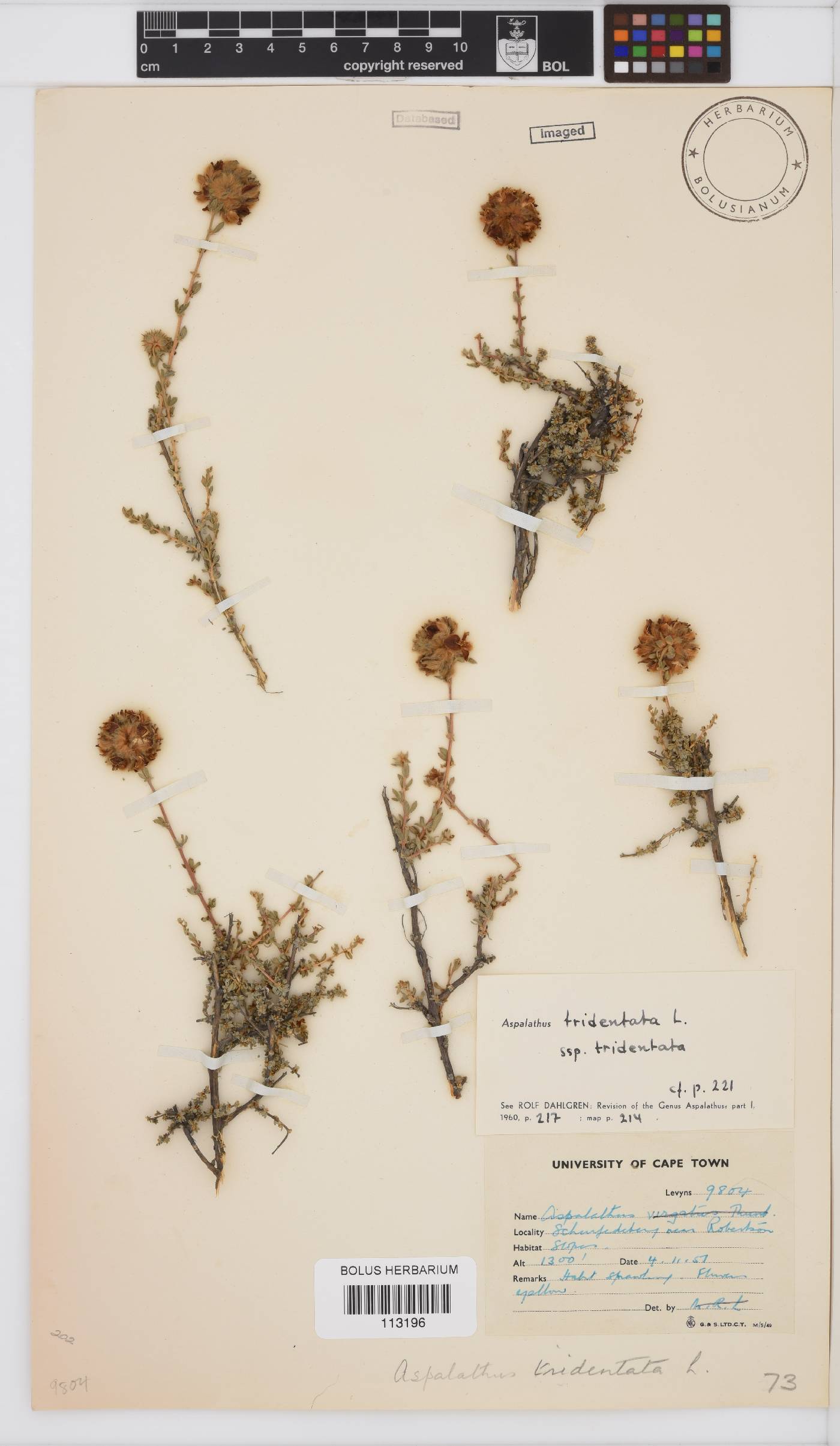 Aspalathus tridentata image