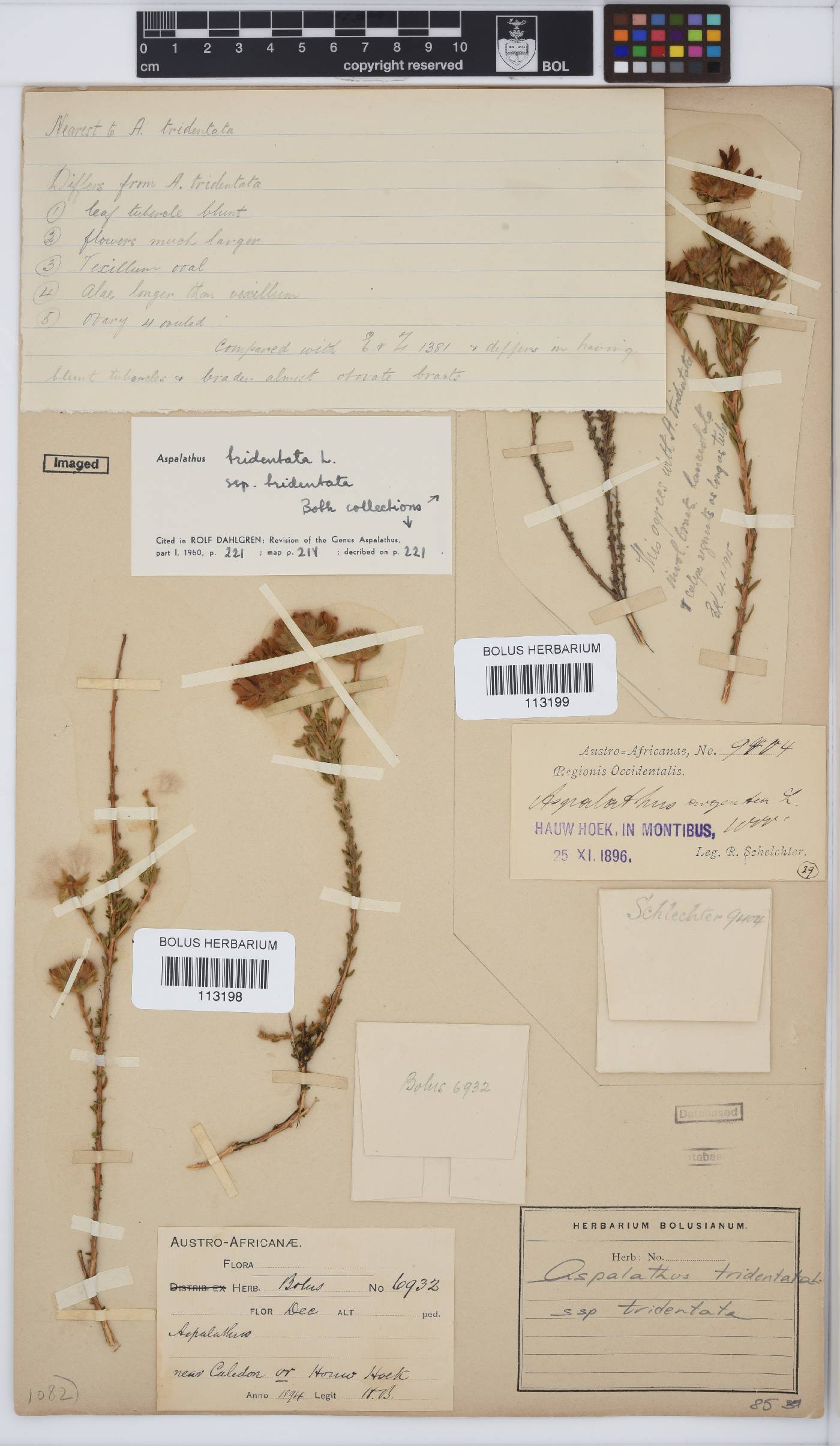Aspalathus tridentata image