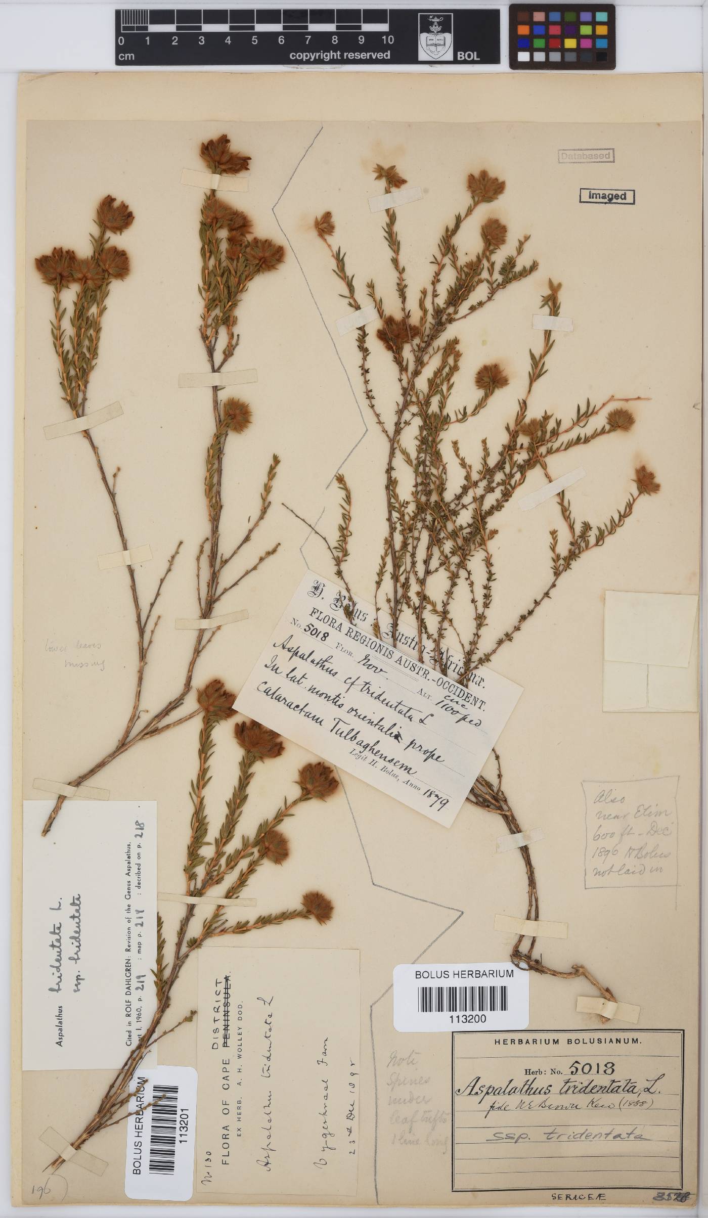Aspalathus tridentata subsp. tridentata image