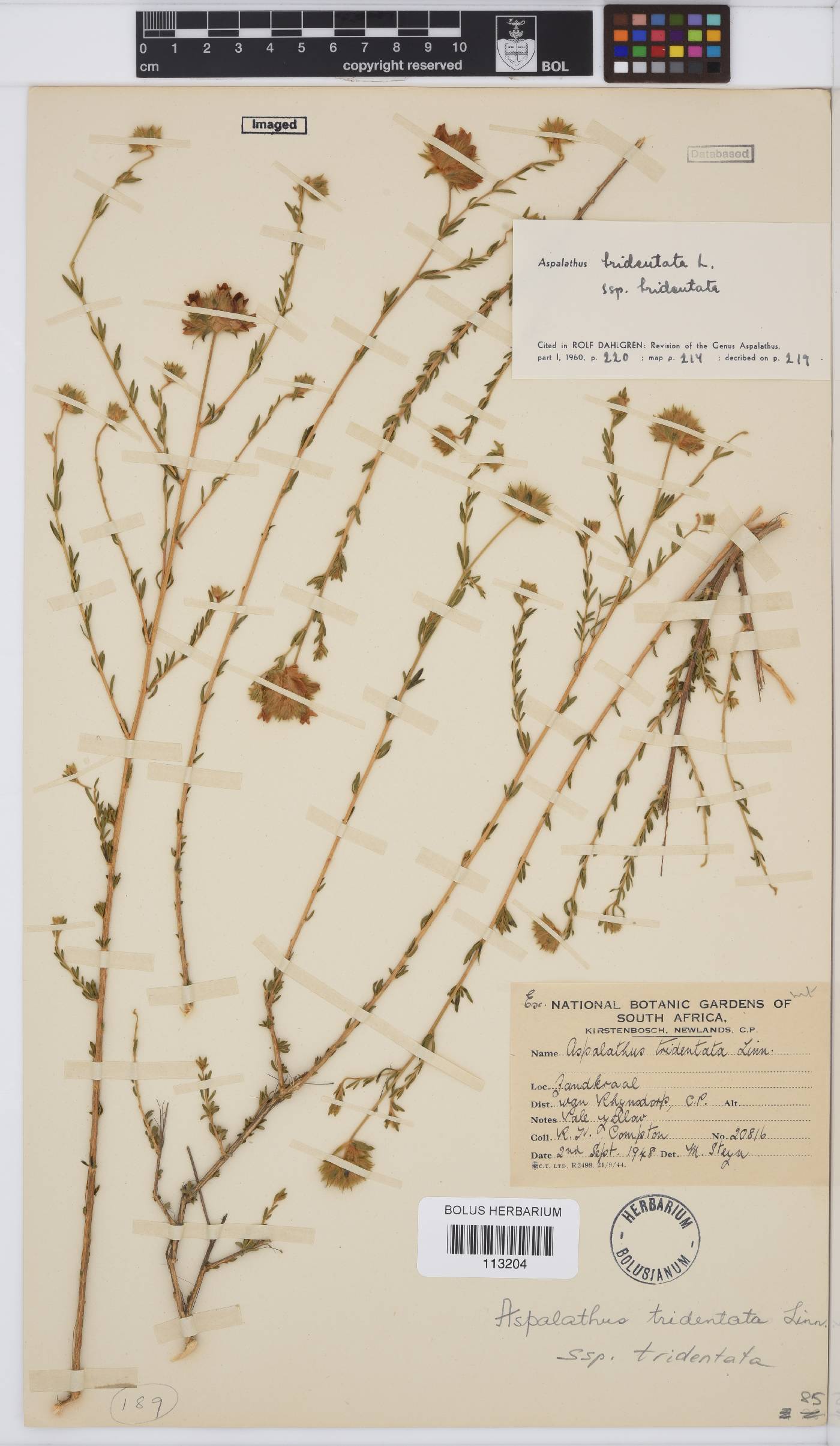 Aspalathus tridentata image