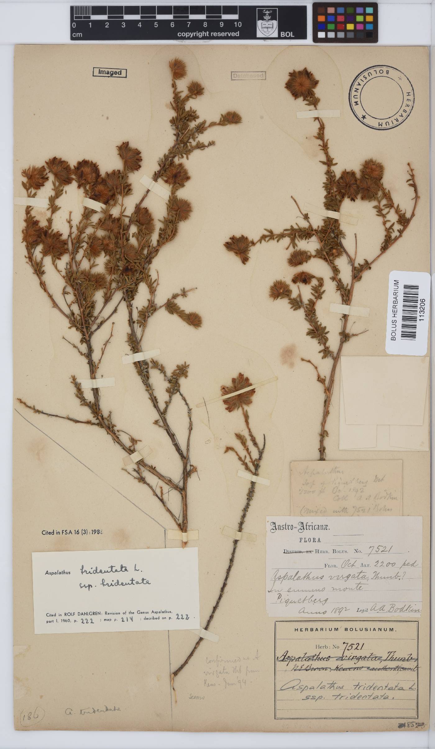 Aspalathus tridentata image