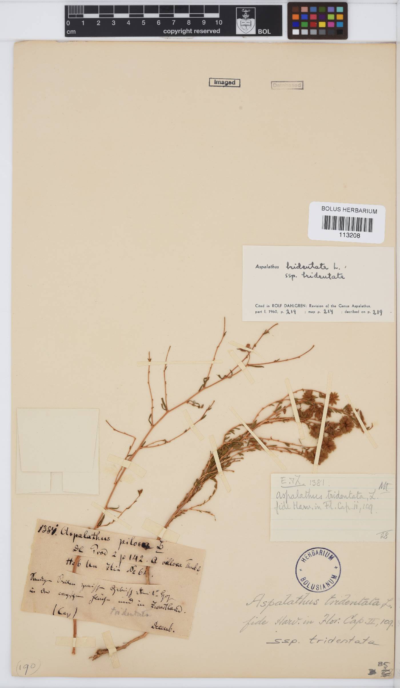 Aspalathus tridentata subsp. tridentata image