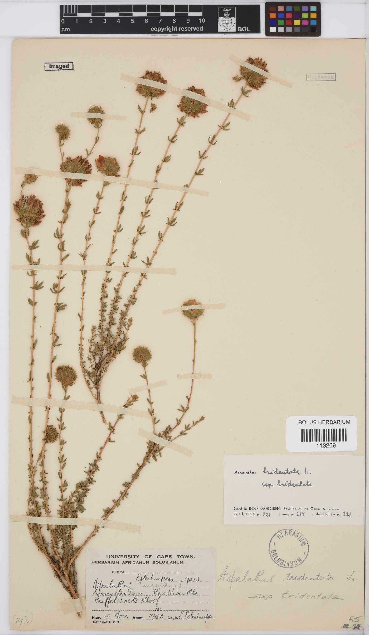 Aspalathus tridentata subsp. tridentata image
