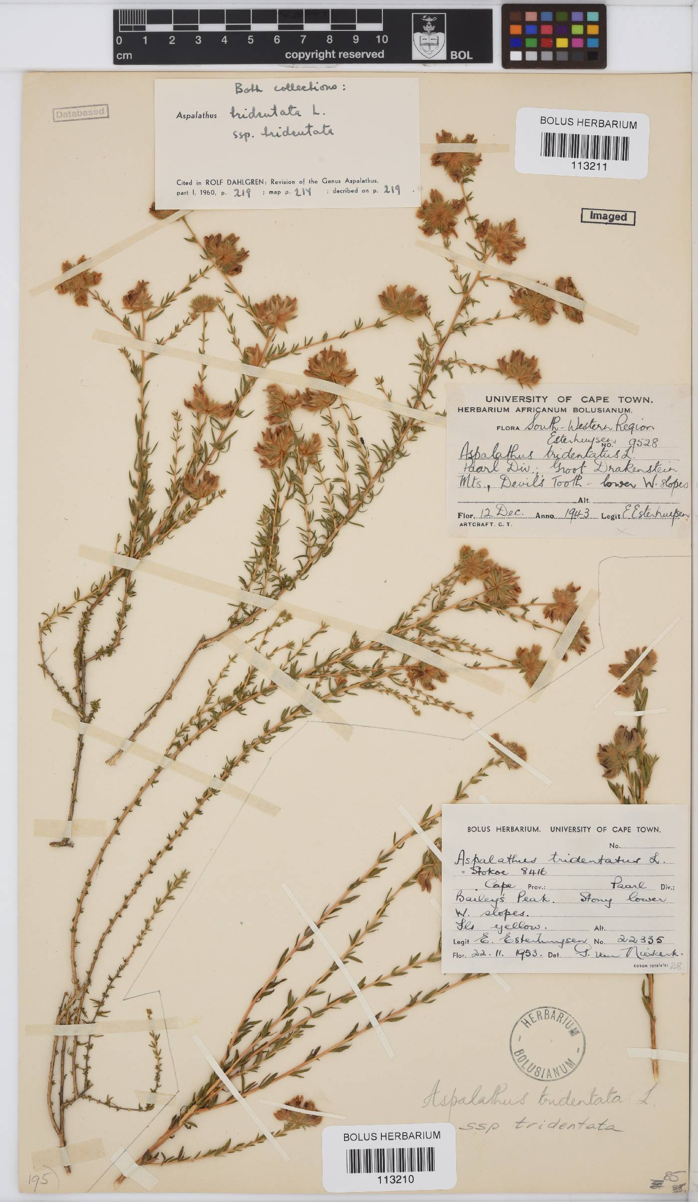 Aspalathus tridentata subsp. tridentata image