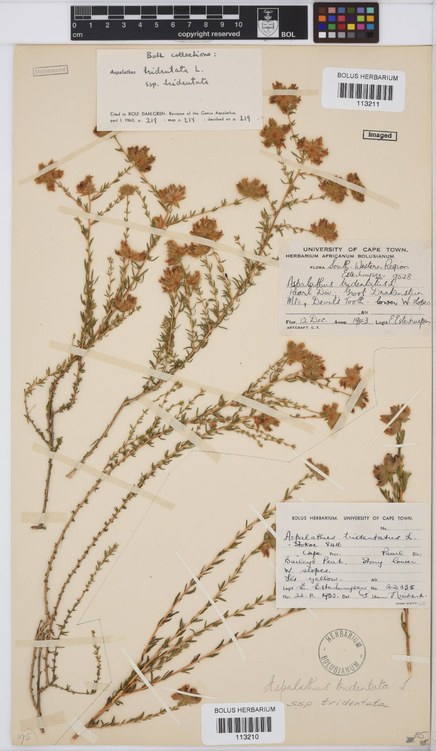 Aspalathus tridentata subsp. tridentata image