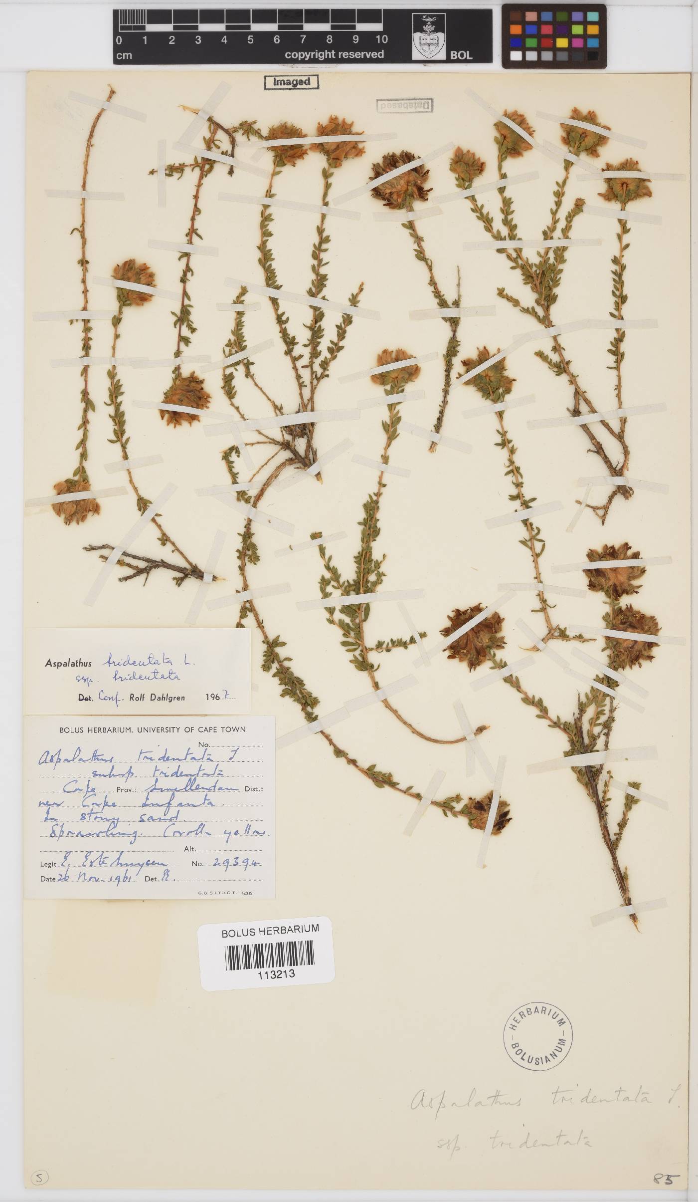 Aspalathus tridentata image