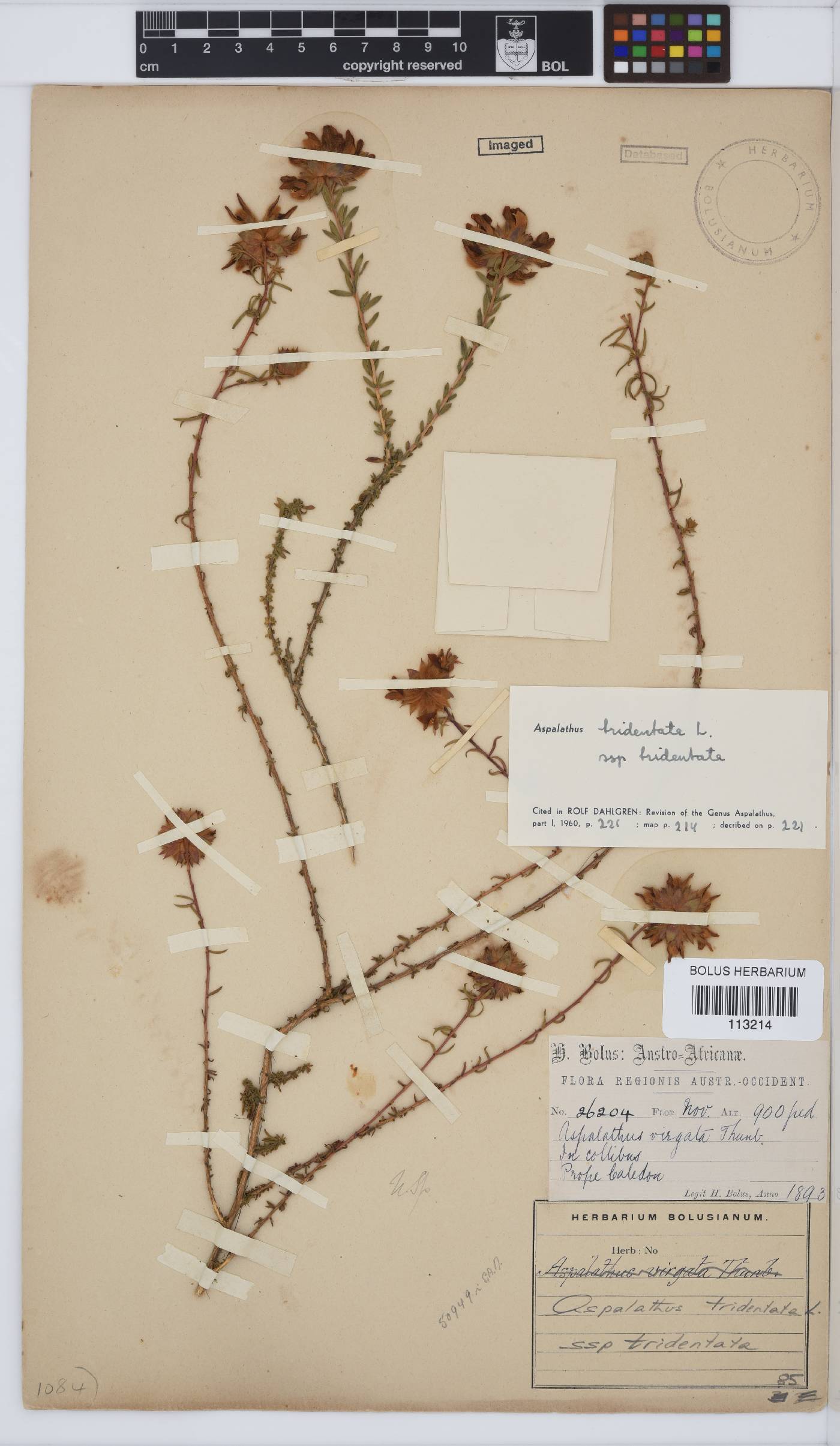 Aspalathus tridentata image