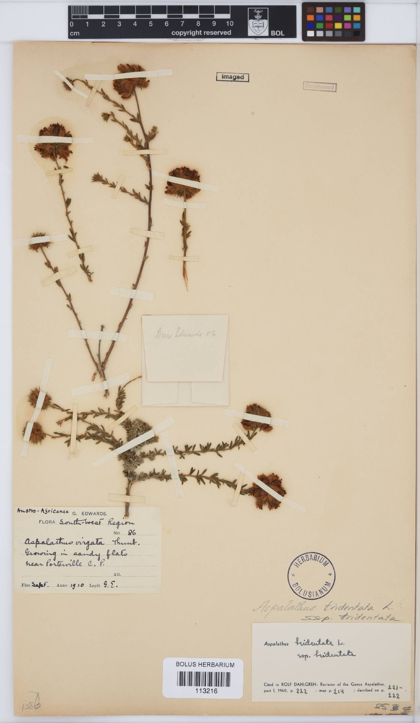 Aspalathus tridentata subsp. tridentata image