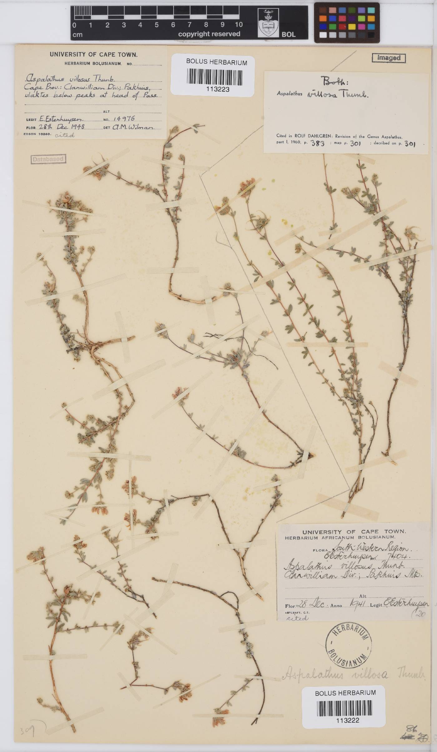 Aspalathus villosa image
