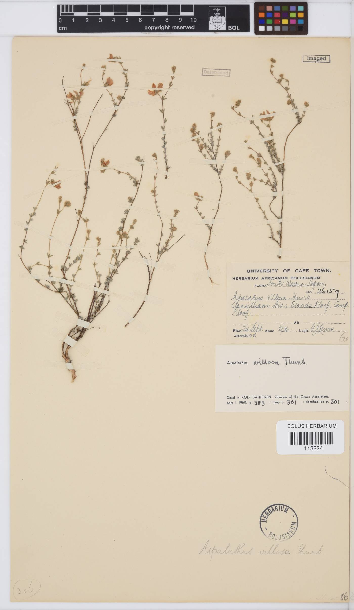Aspalathus villosa image