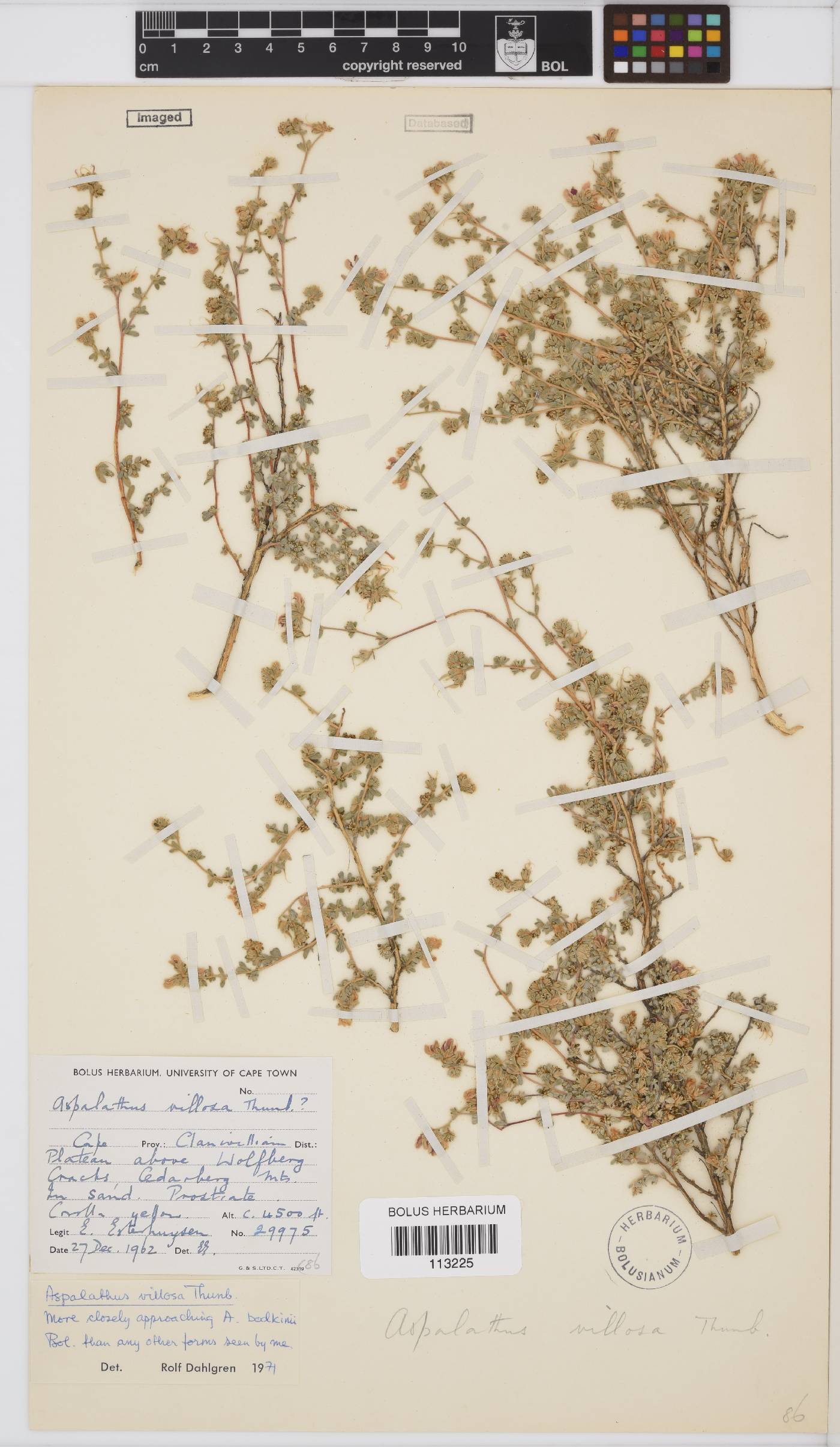 Aspalathus villosa image