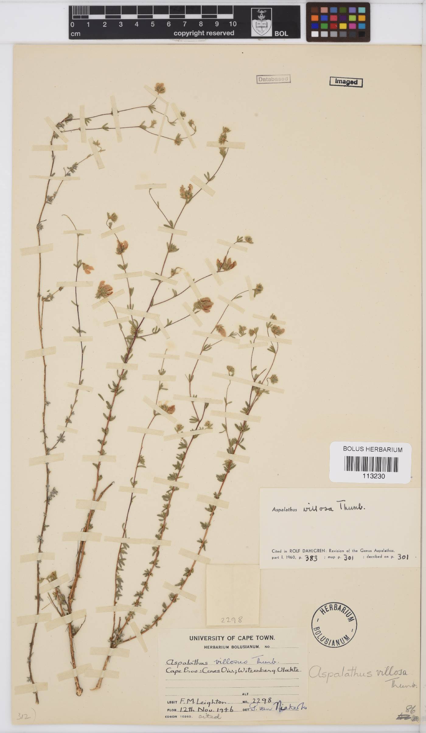 Aspalathus villosa image