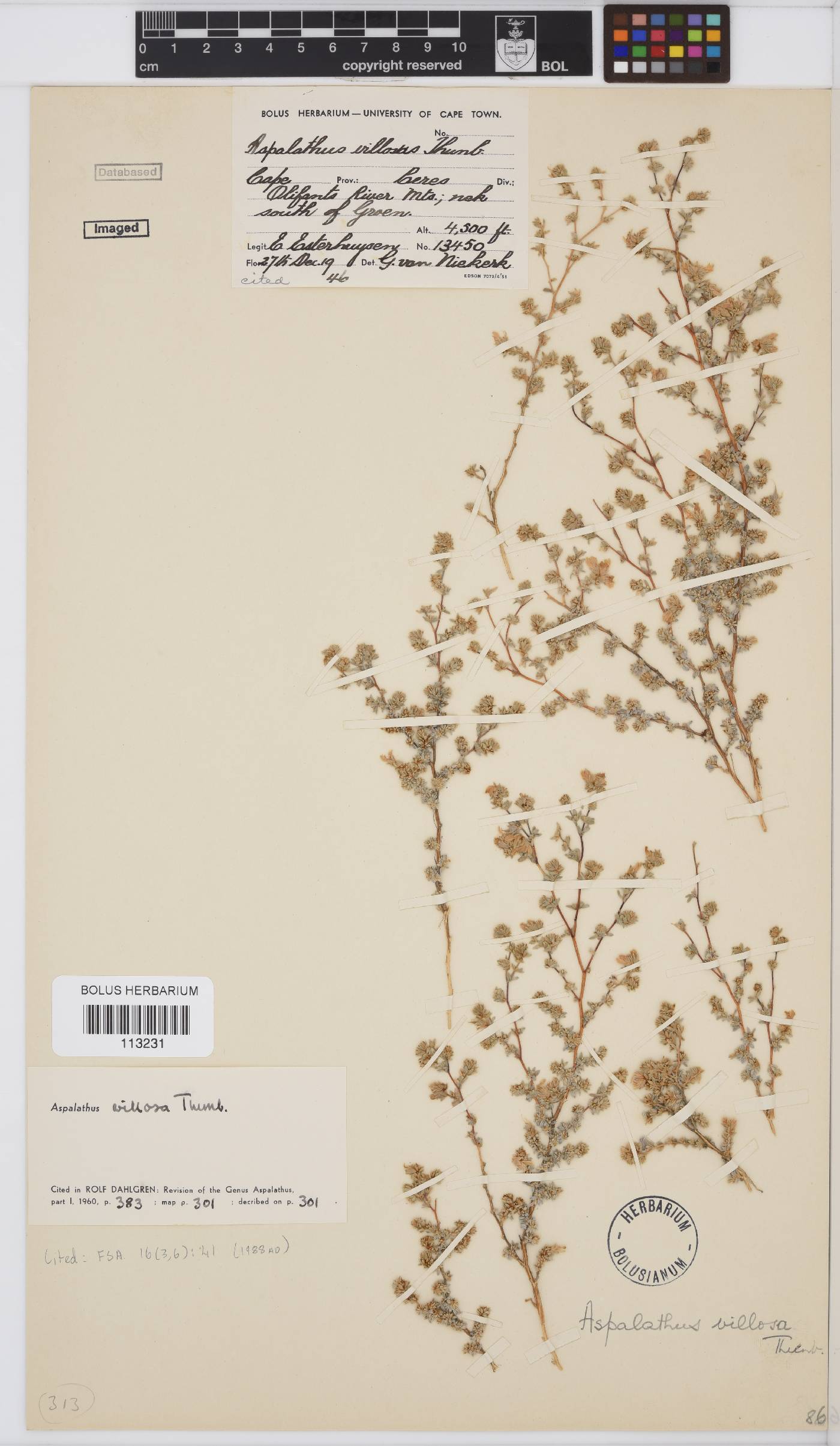 Aspalathus villosa image