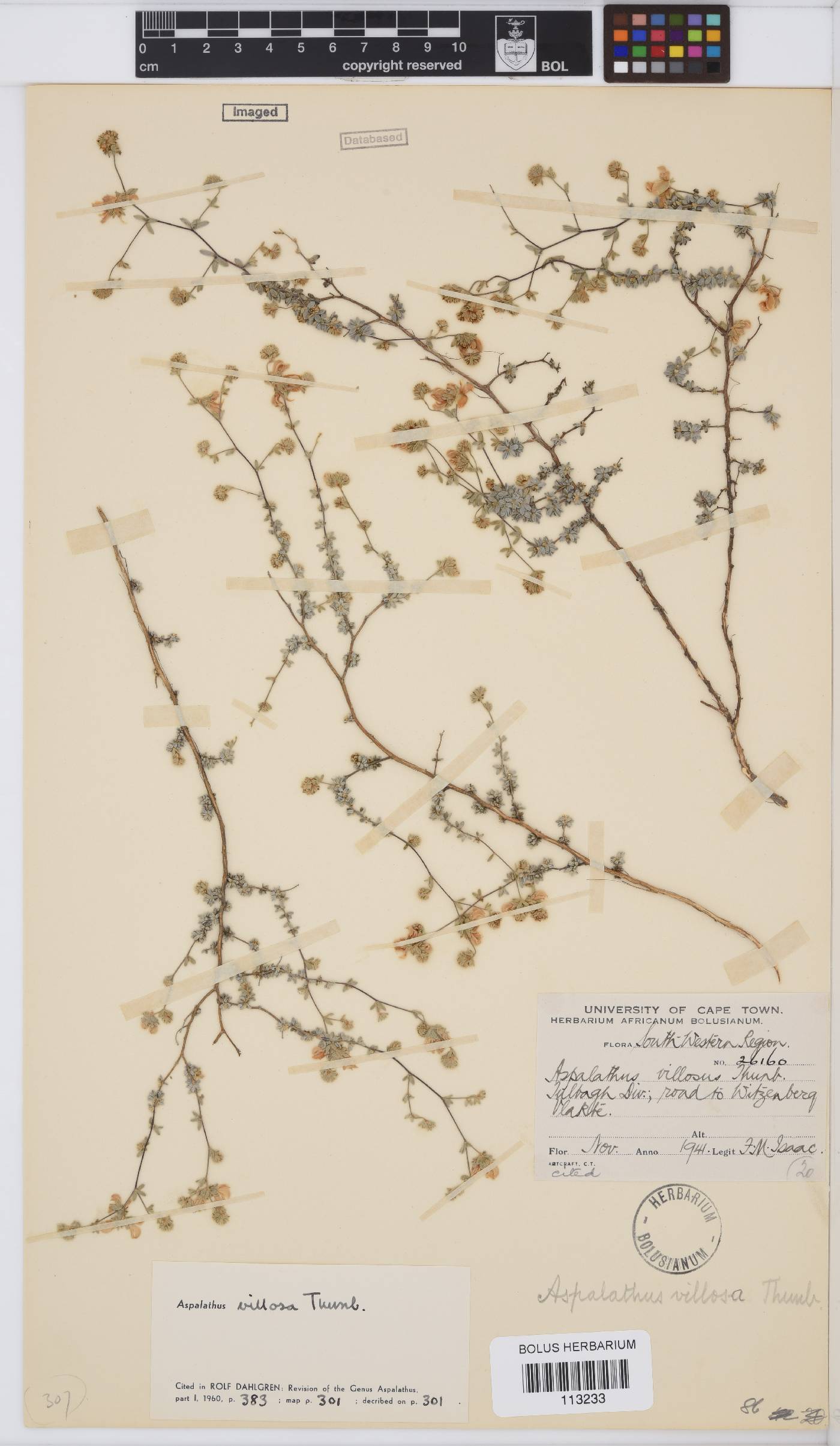 Aspalathus villosa image