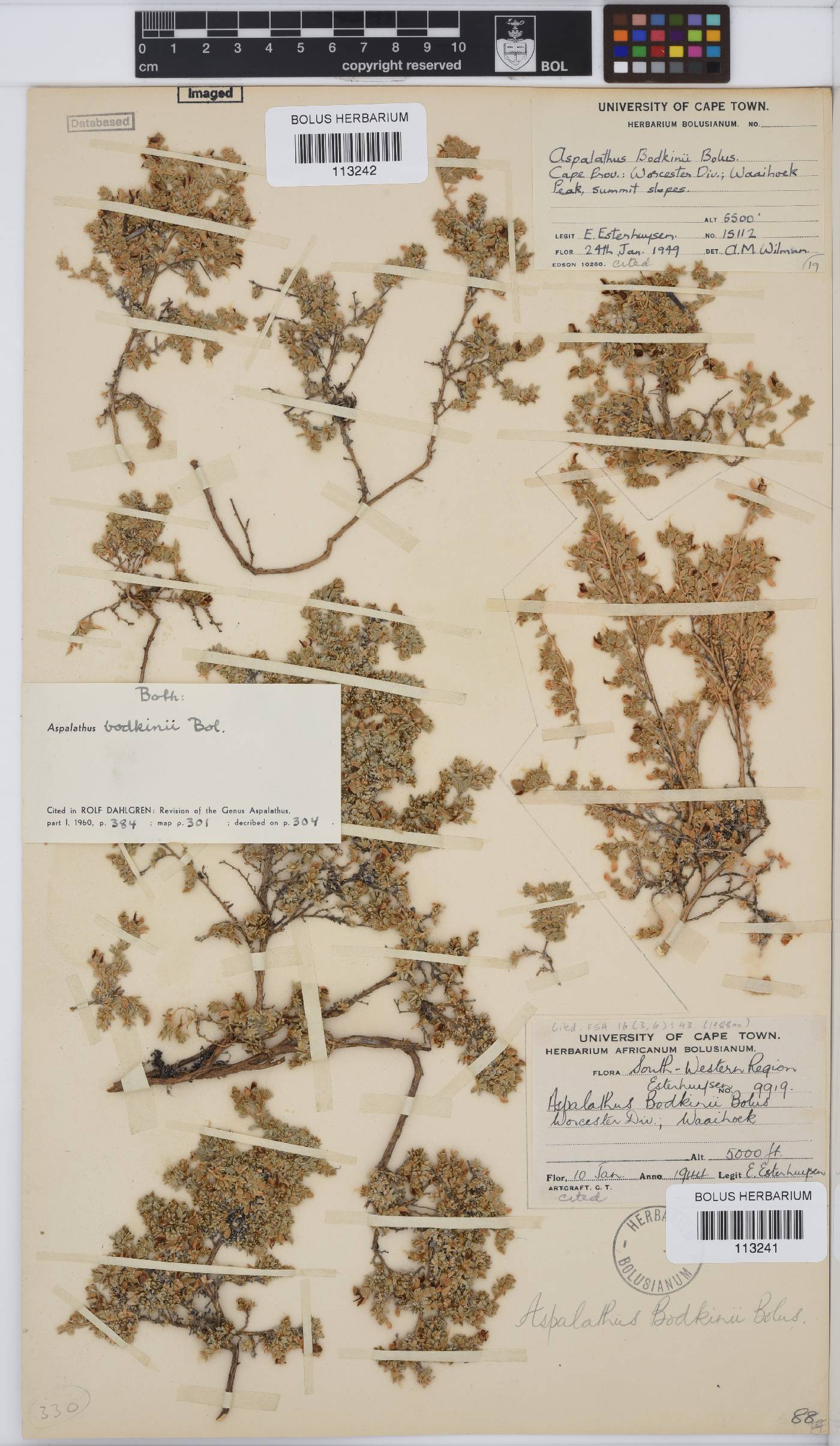 Aspalathus bodkinii image