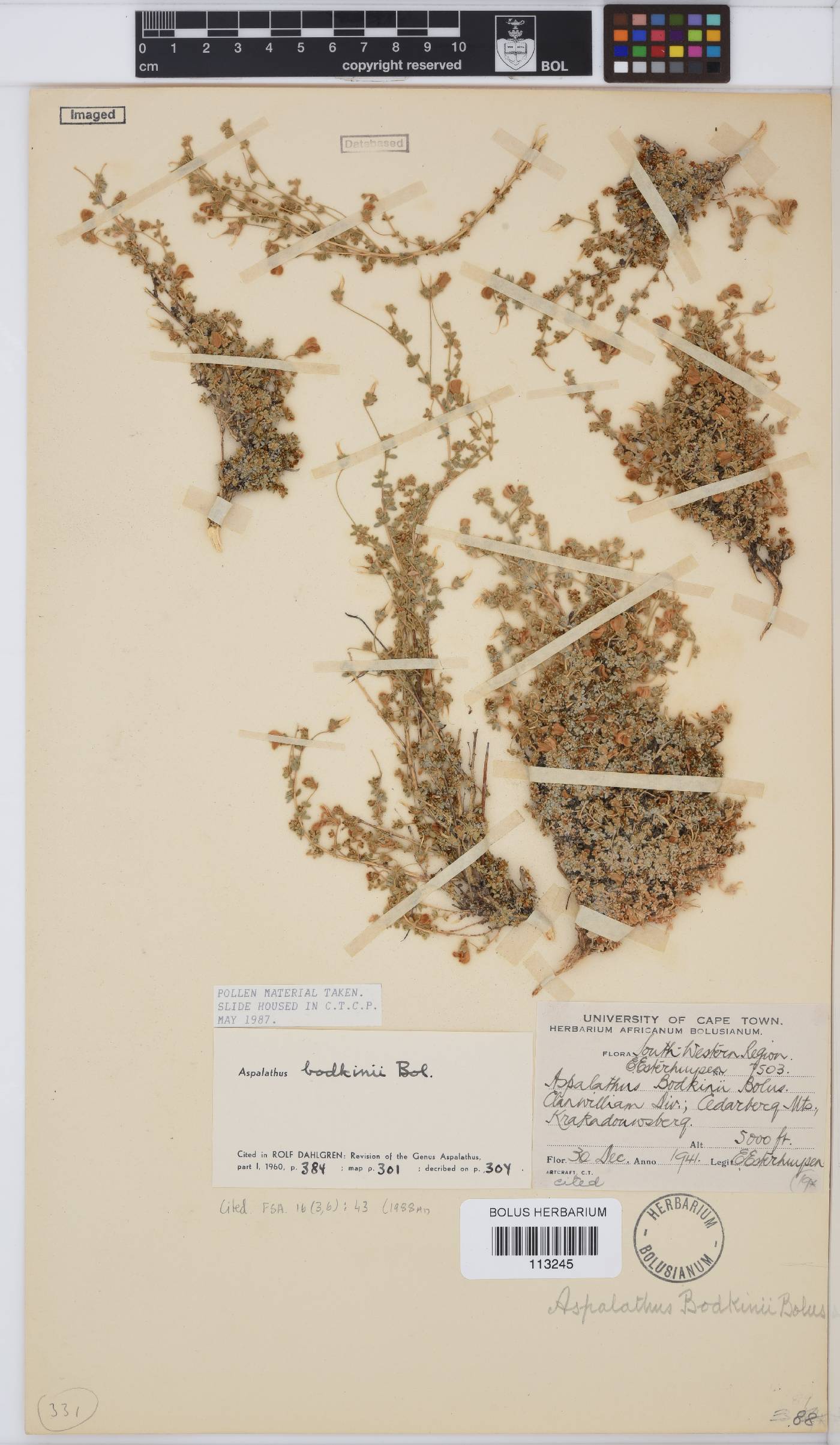 Aspalathus bodkinii image