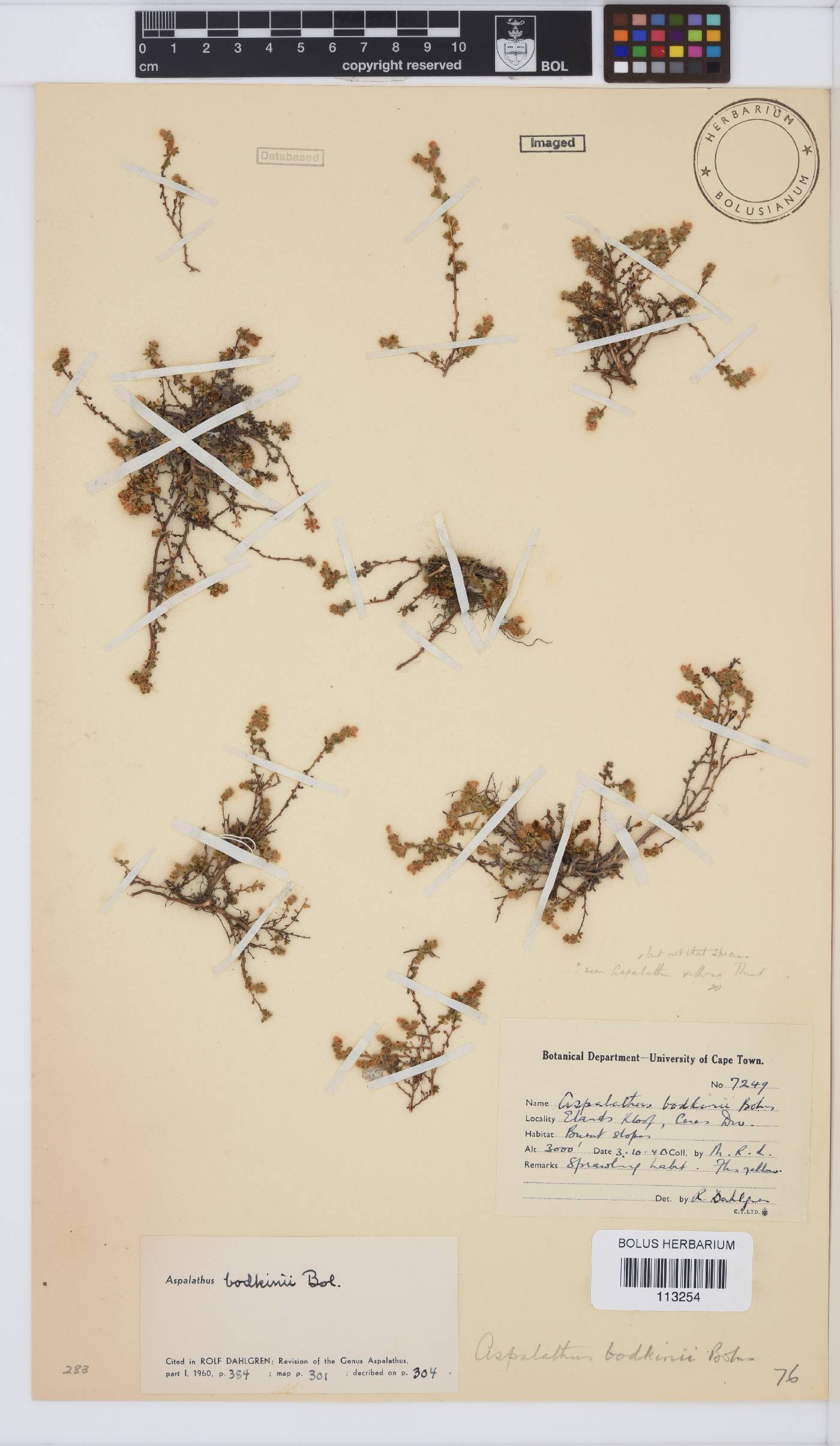 Aspalathus bodkinii image