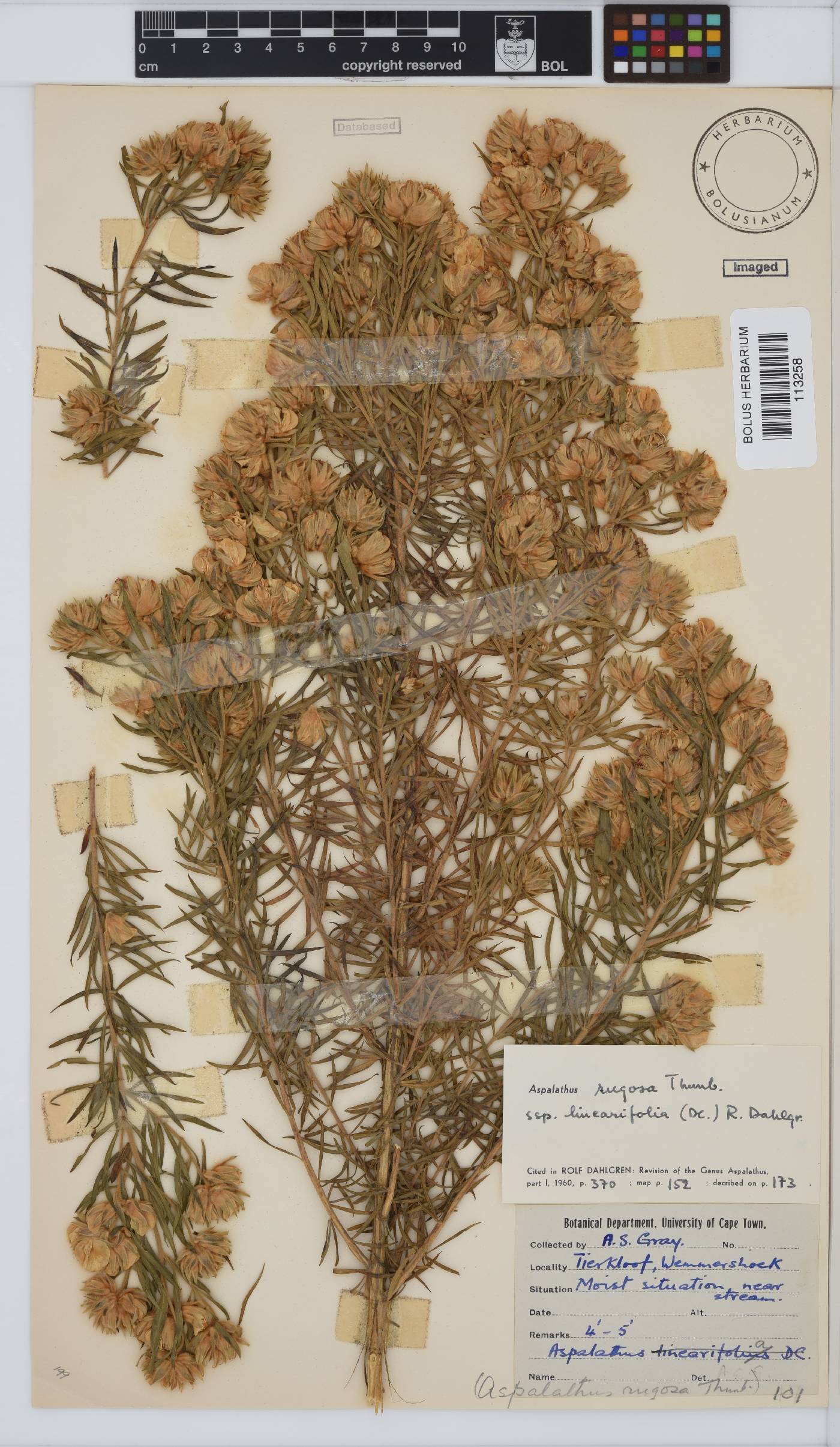 Aspalathus linearifolia image