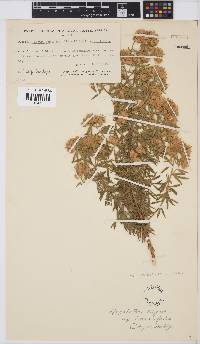 Aspalathus linearifolia image