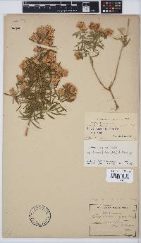 Aspalathus linearifolia image