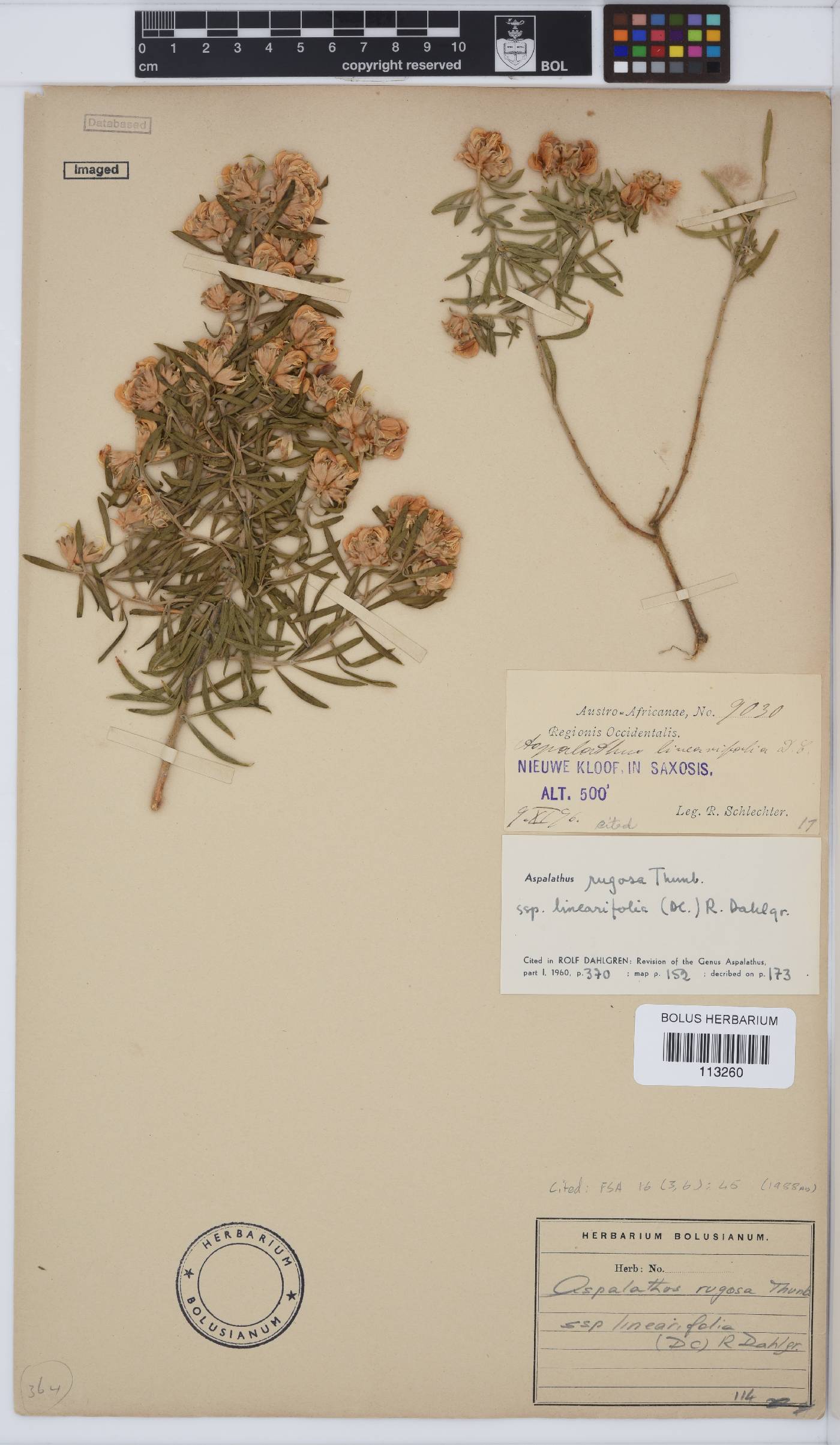 Aspalathus linearifolia image