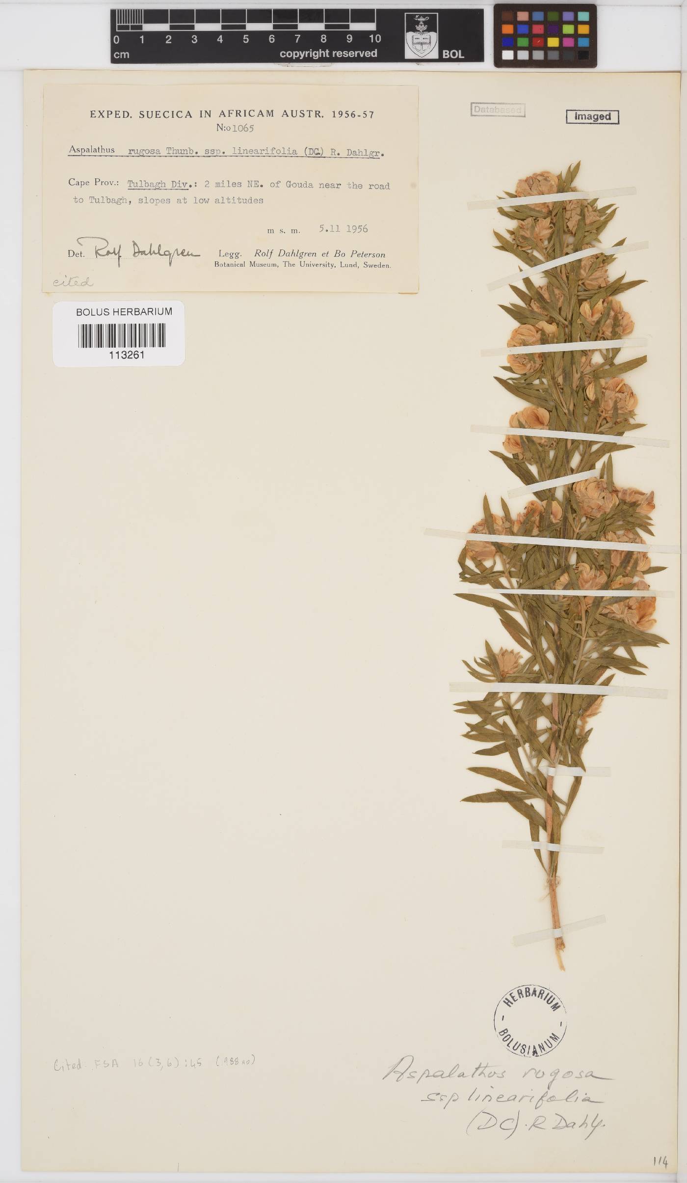 Aspalathus linearifolia image