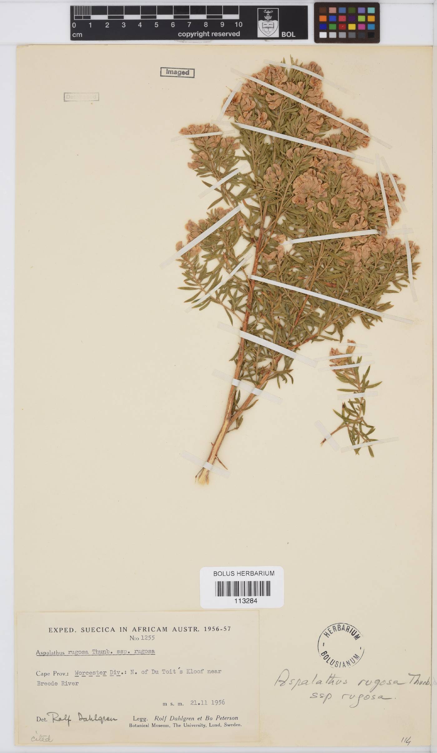 Aspalathus rugosa image