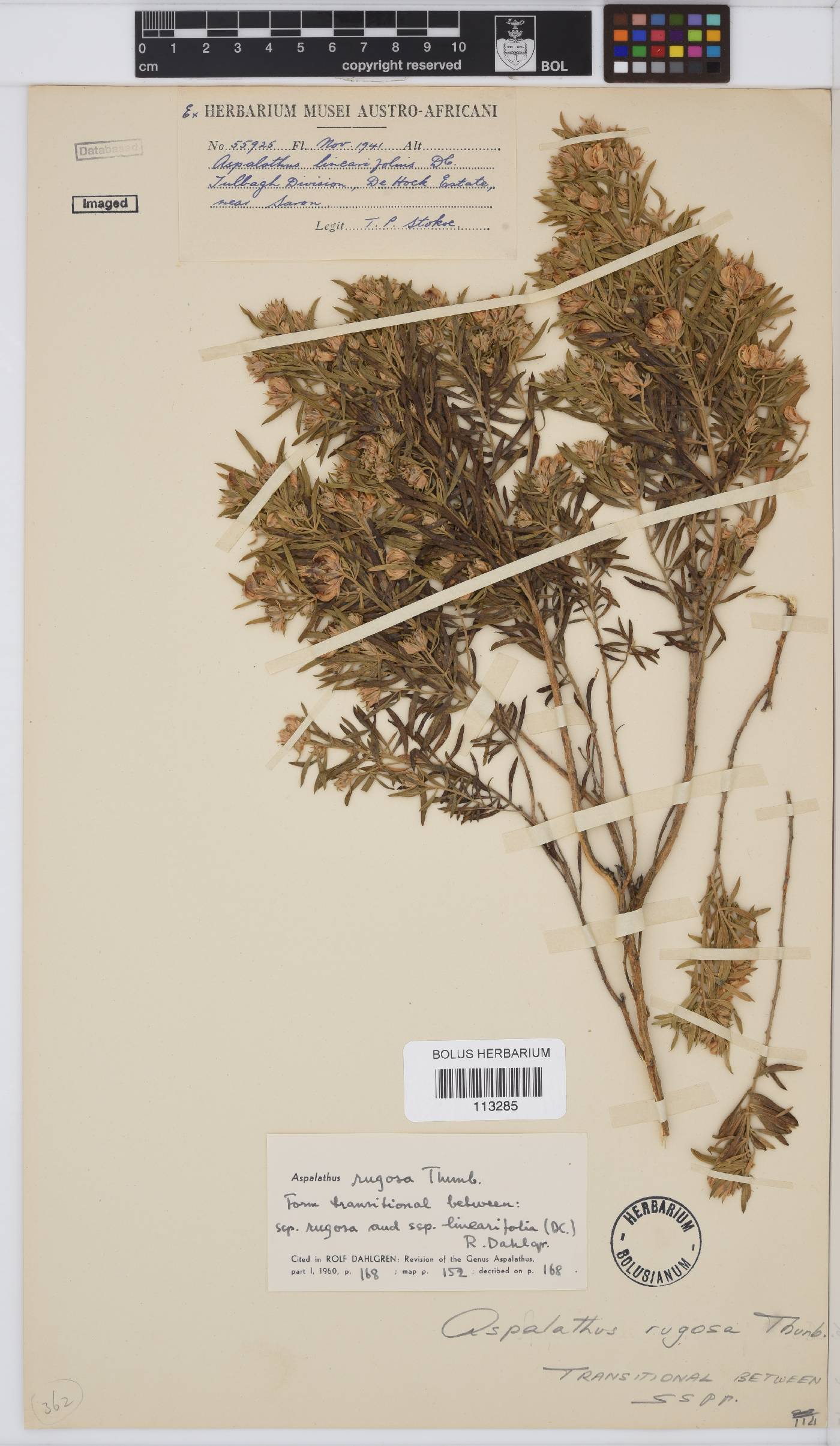 Aspalathus rugosa image