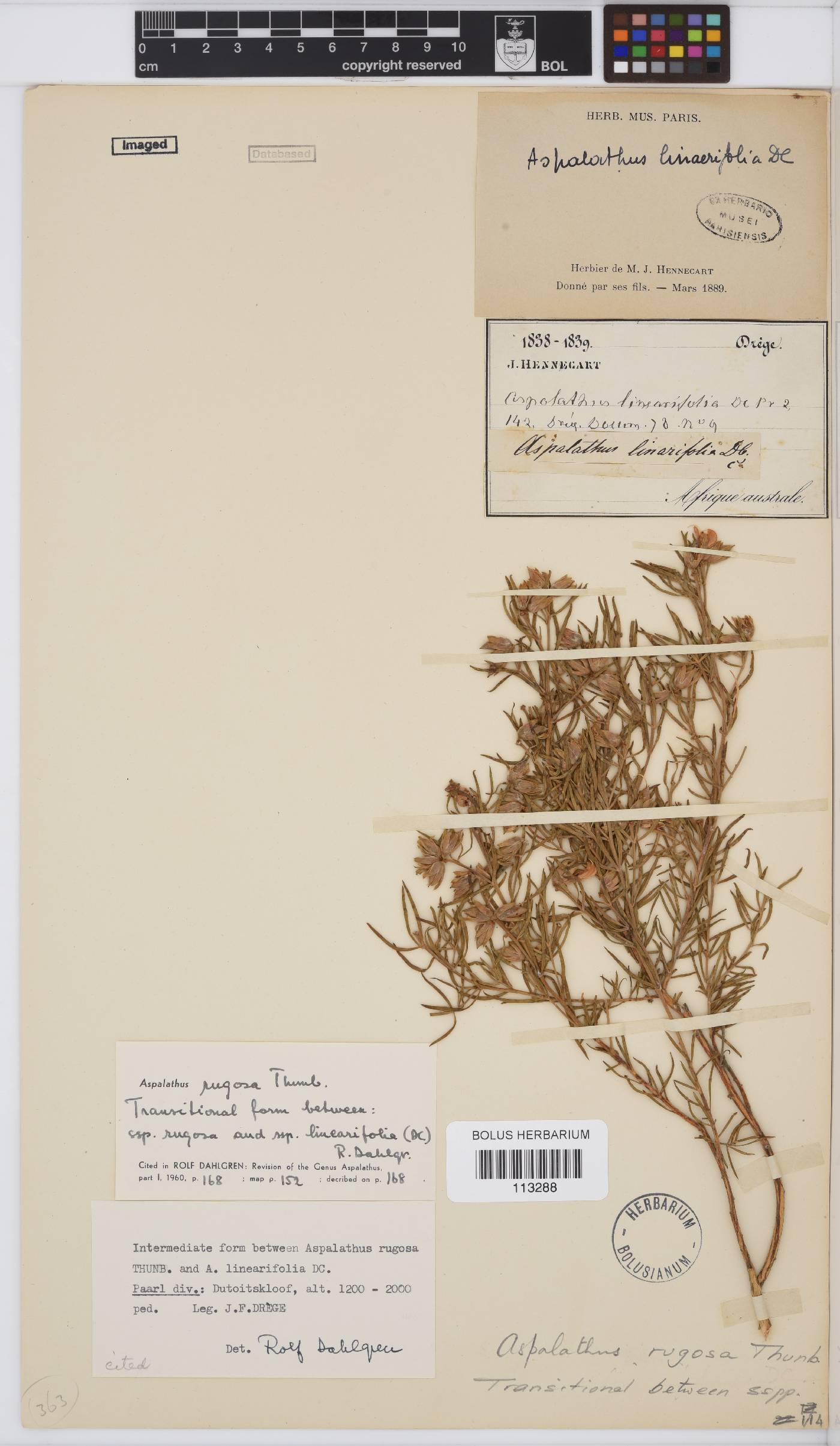 Aspalathus rugosa image