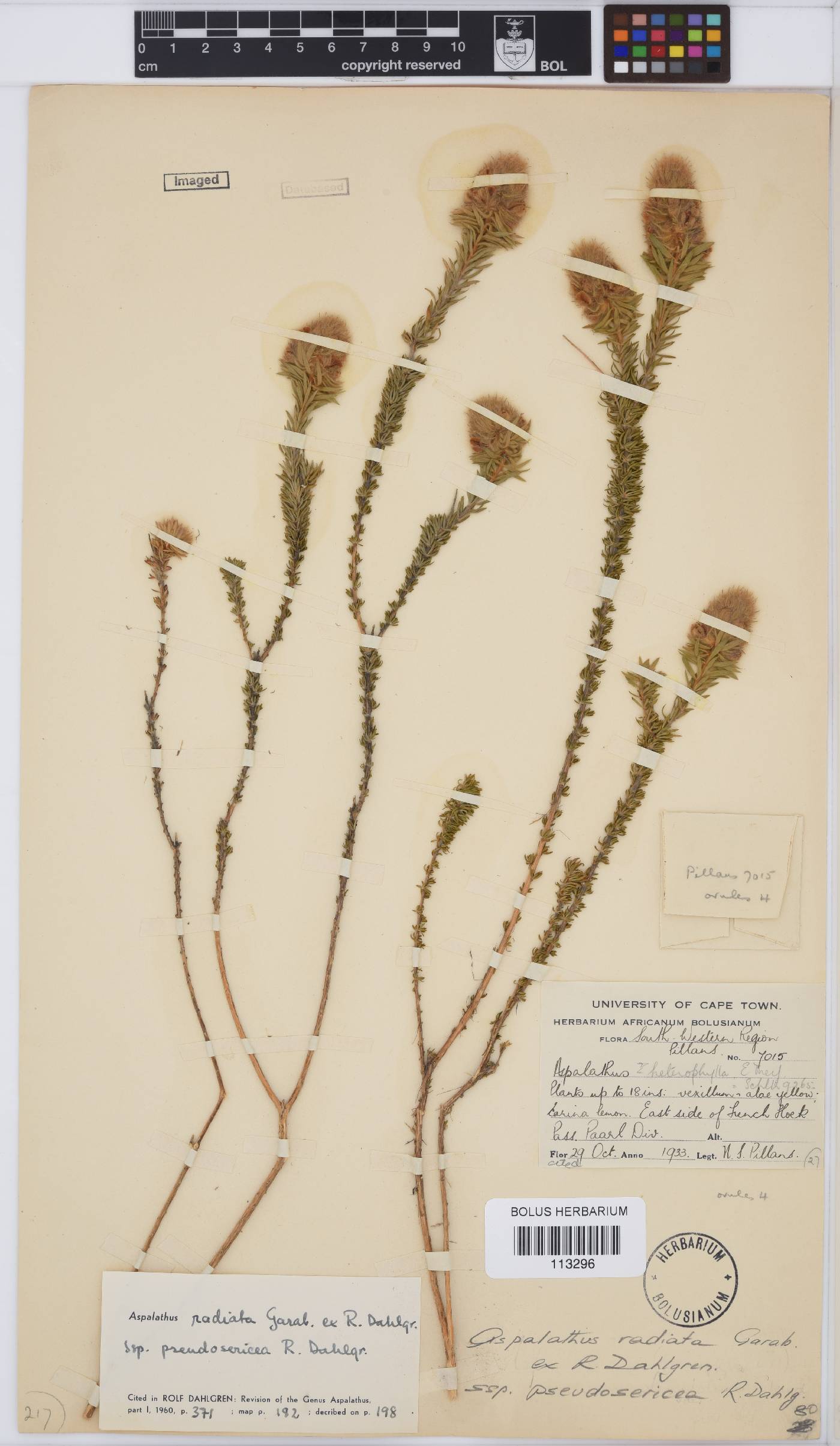 Aspalathus radiata subsp. pseudosericea image