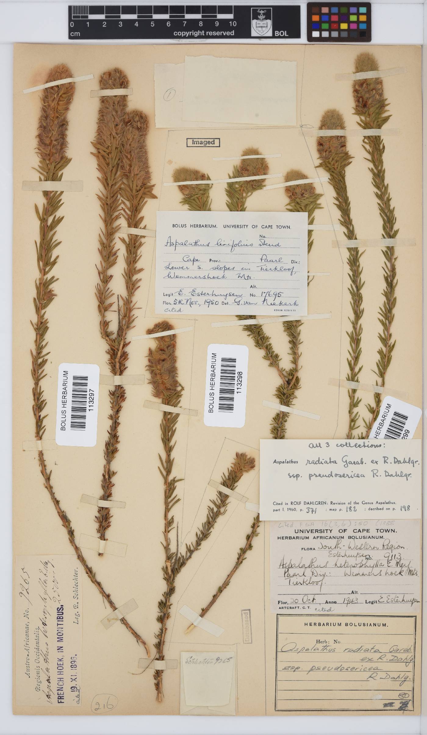 Aspalathus radiata subsp. pseudosericea image