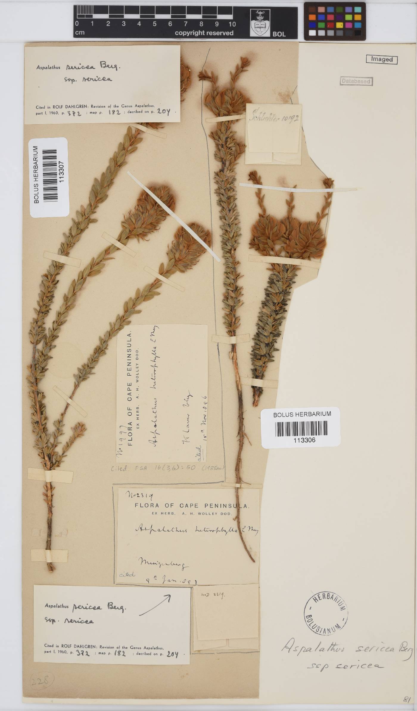 Aspalathus sericea image