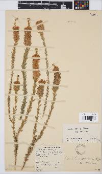 Aspalathus sericea image