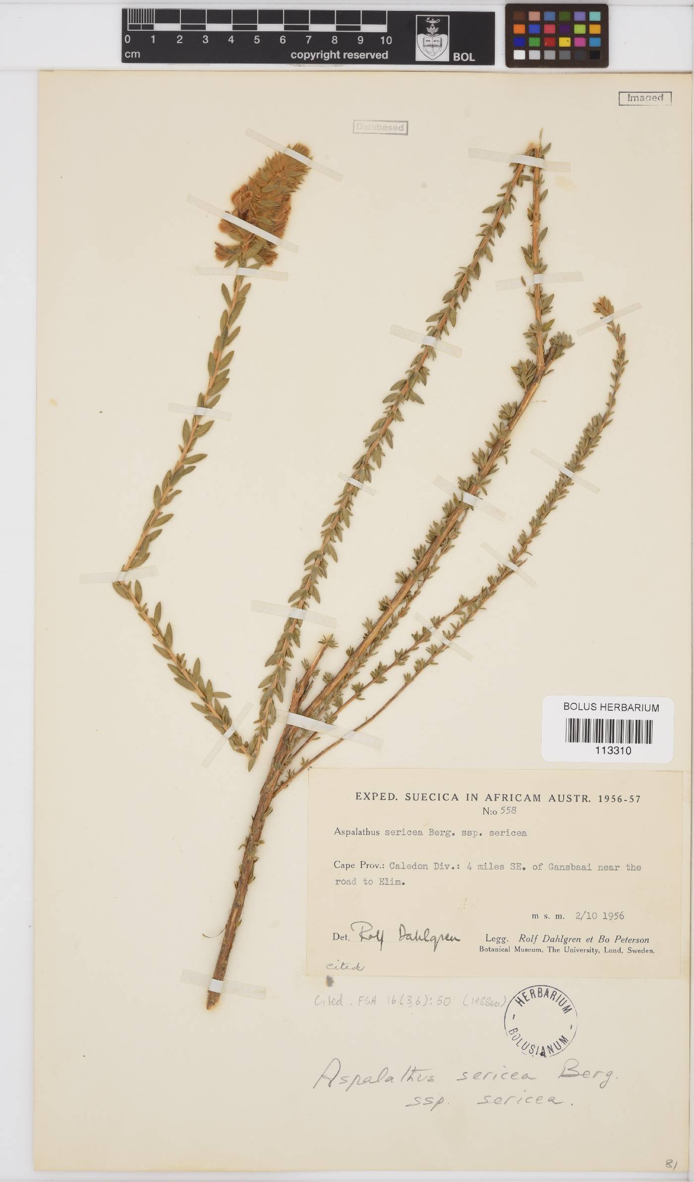 Aspalathus sericea image