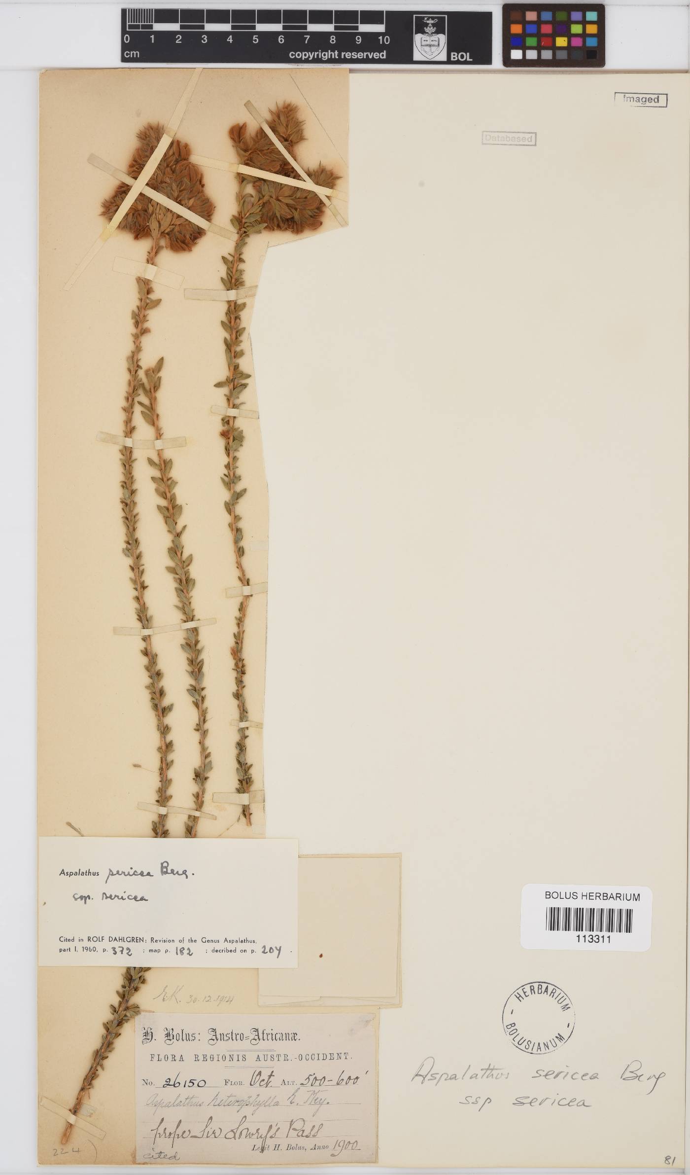 Aspalathus sericea image