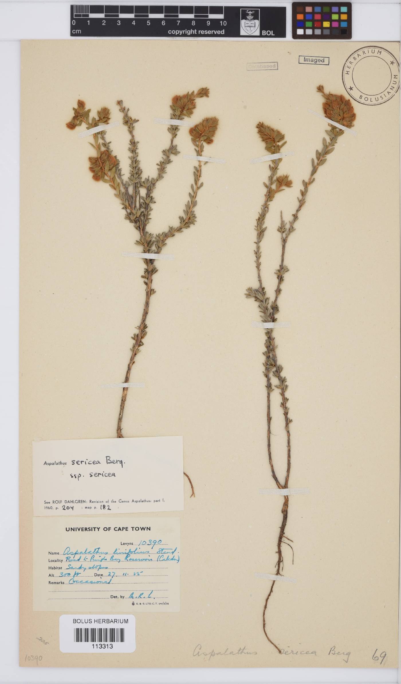 Aspalathus sericea image