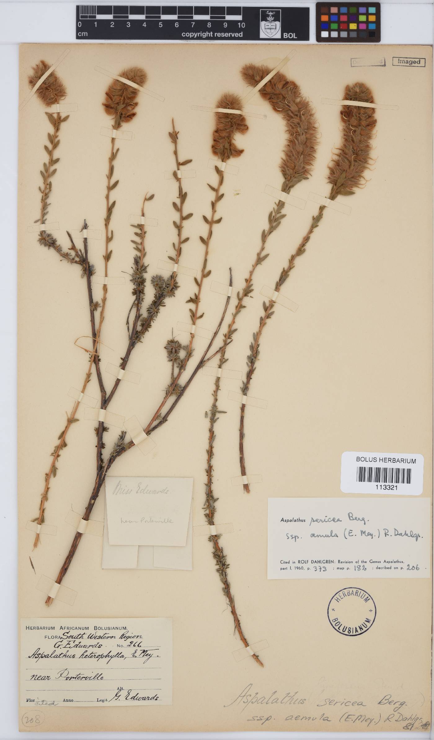 Aspalathus aemula image