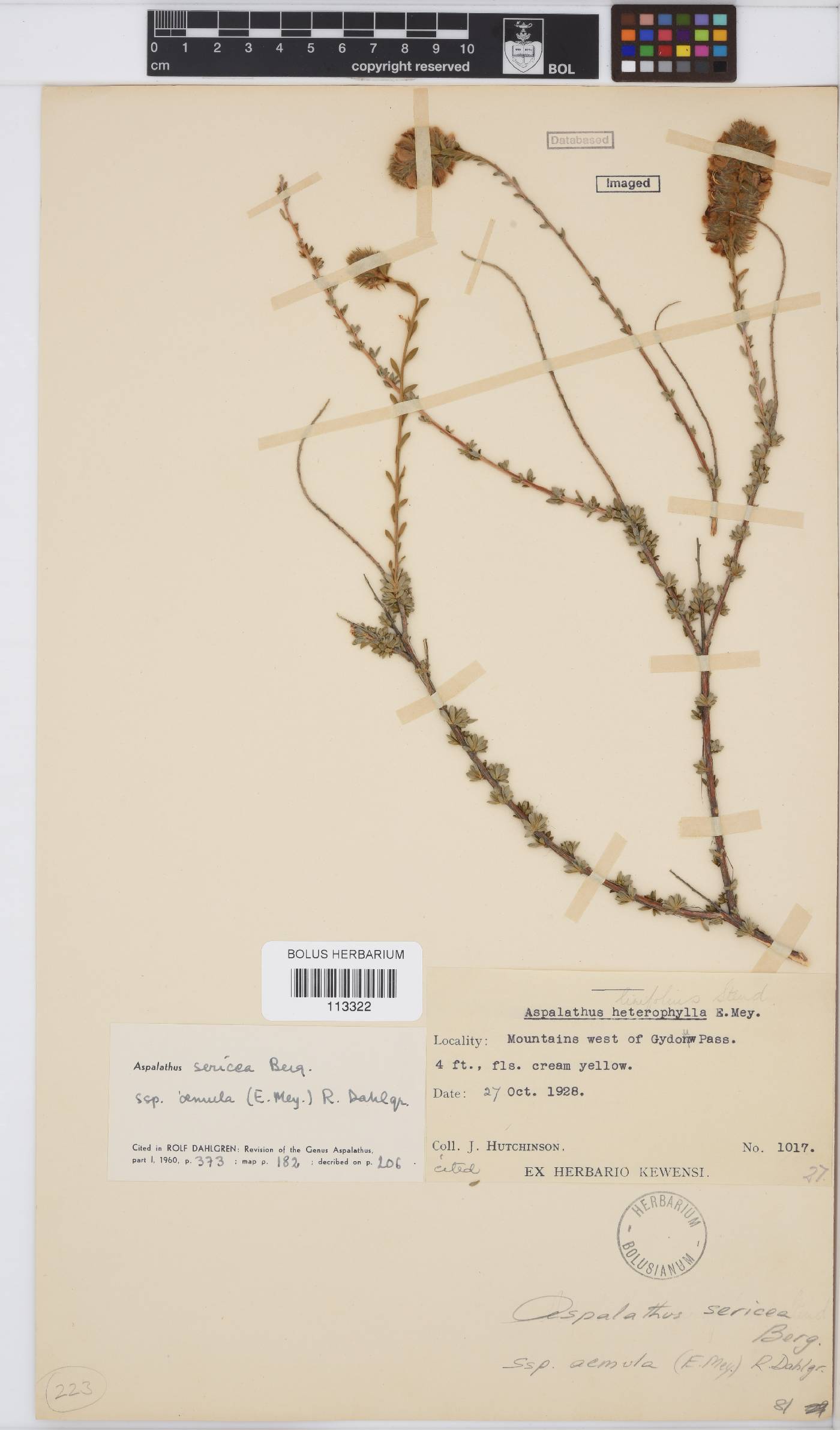 Aspalathus aemula image