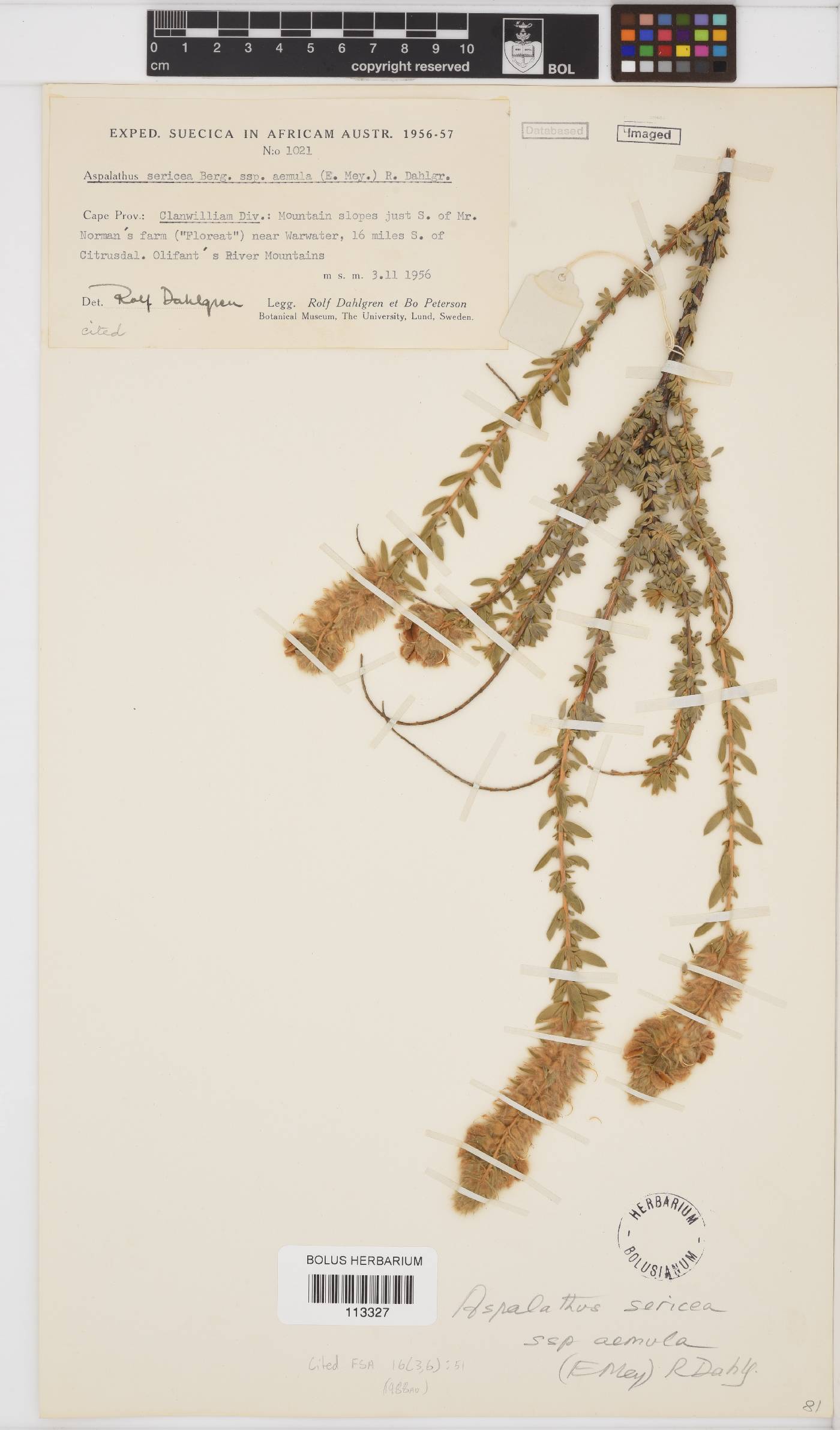 Aspalathus aemula image