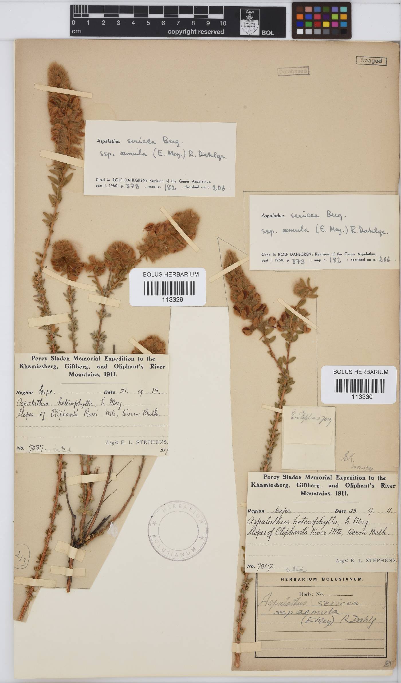 Aspalathus aemula image