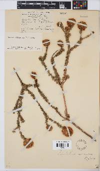 Image of Aspalathus altissima