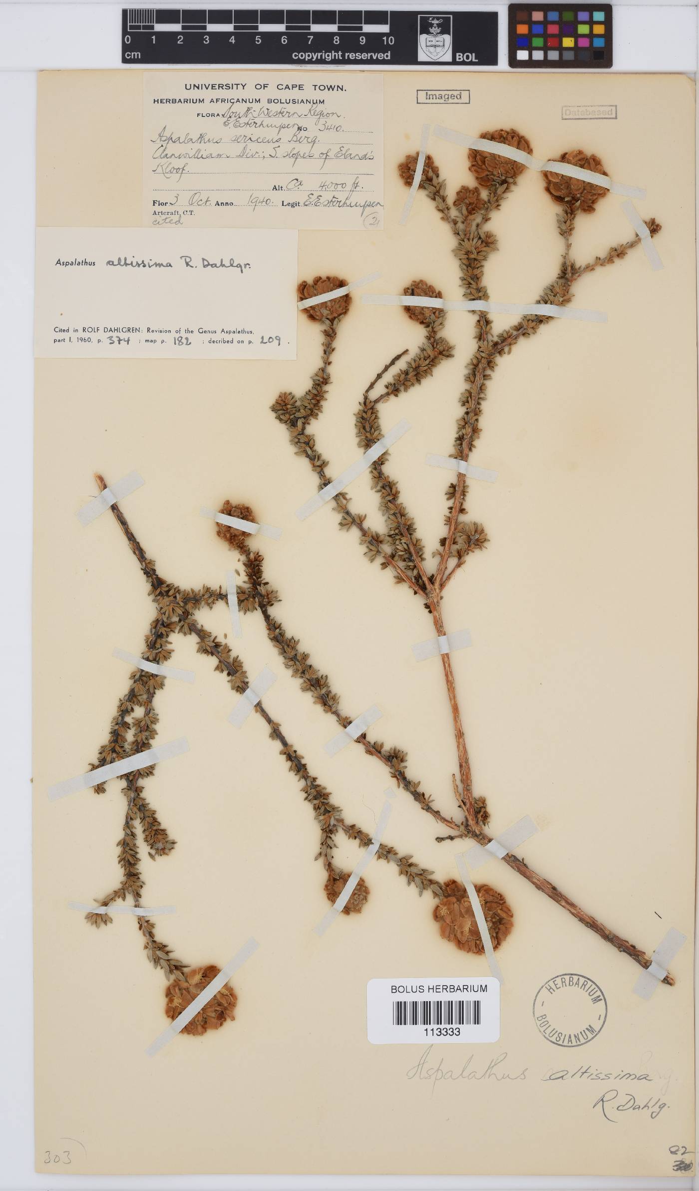 Aspalathus altissima image