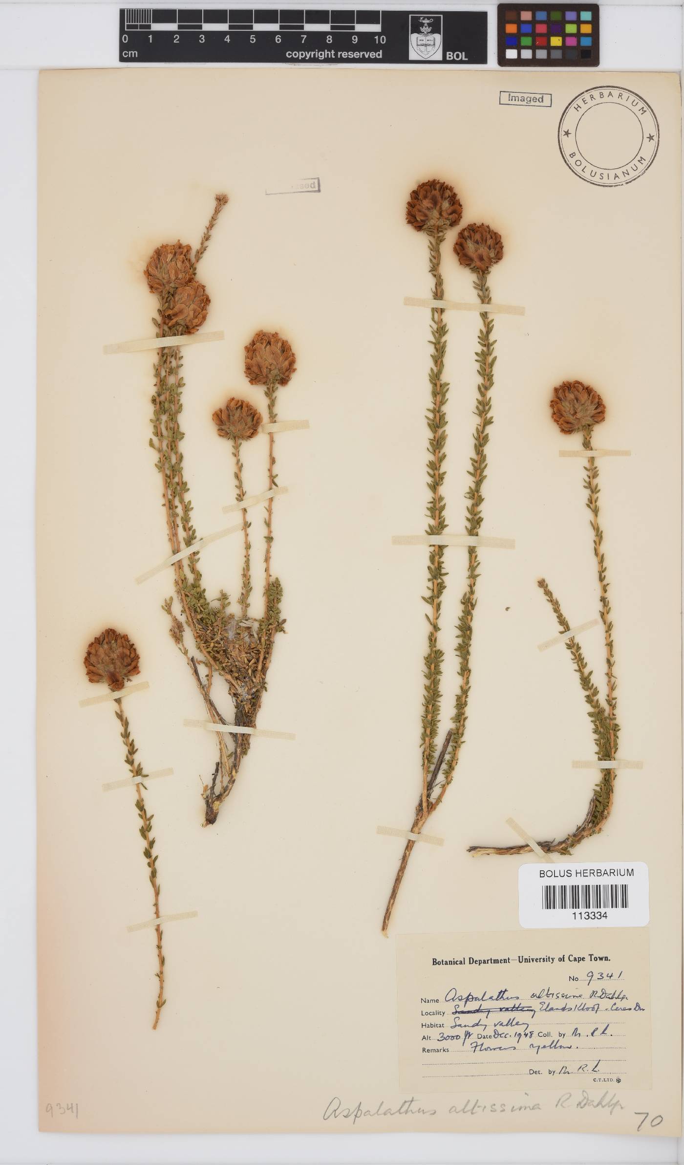 Aspalathus altissima image