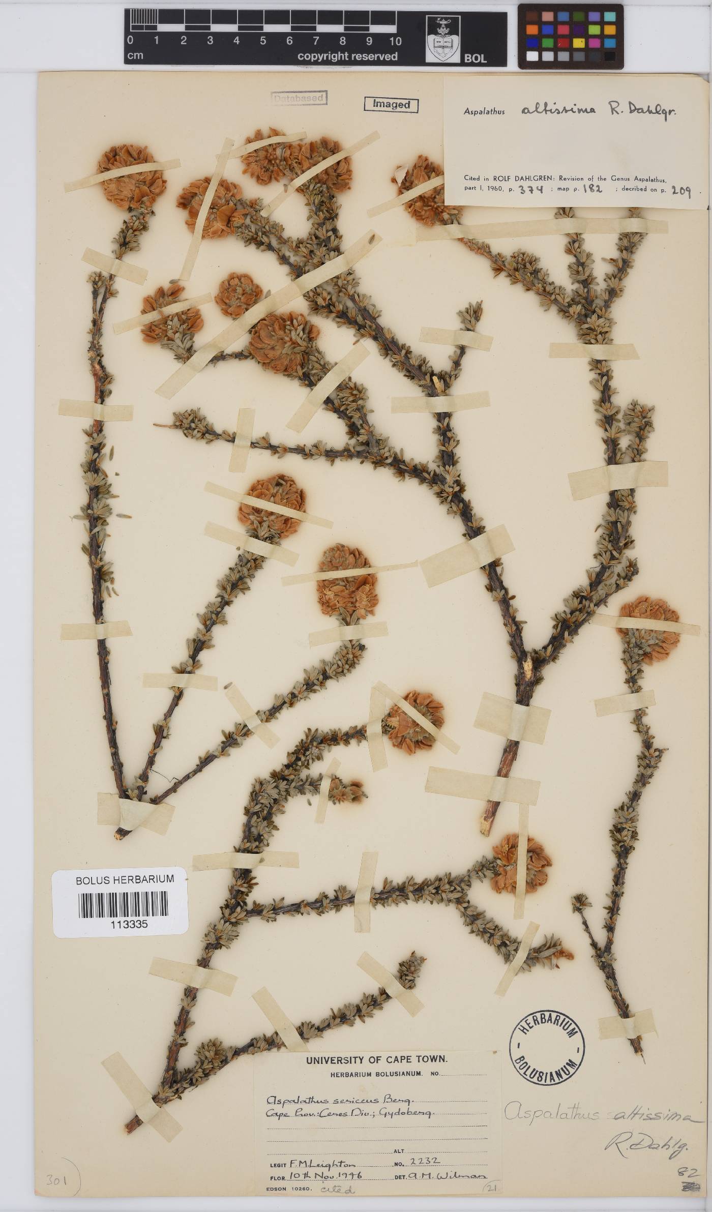 Aspalathus altissima image