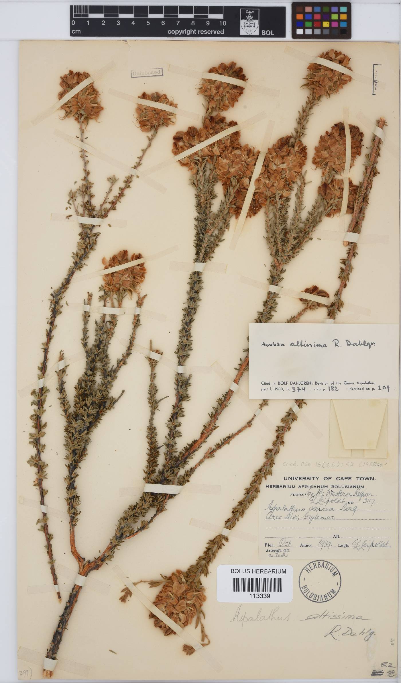 Aspalathus altissima image