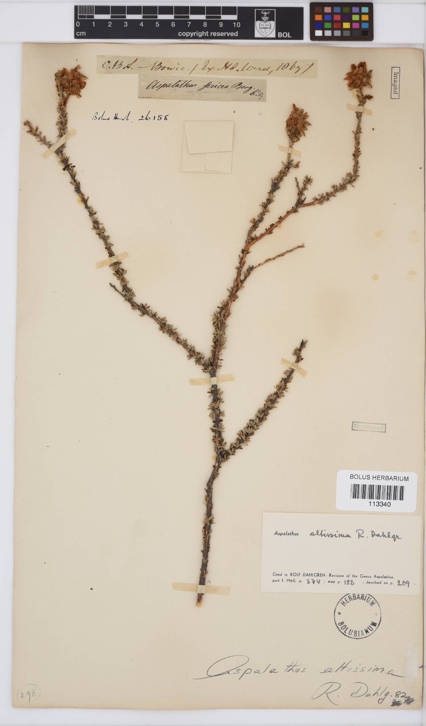 Aspalathus altissima image