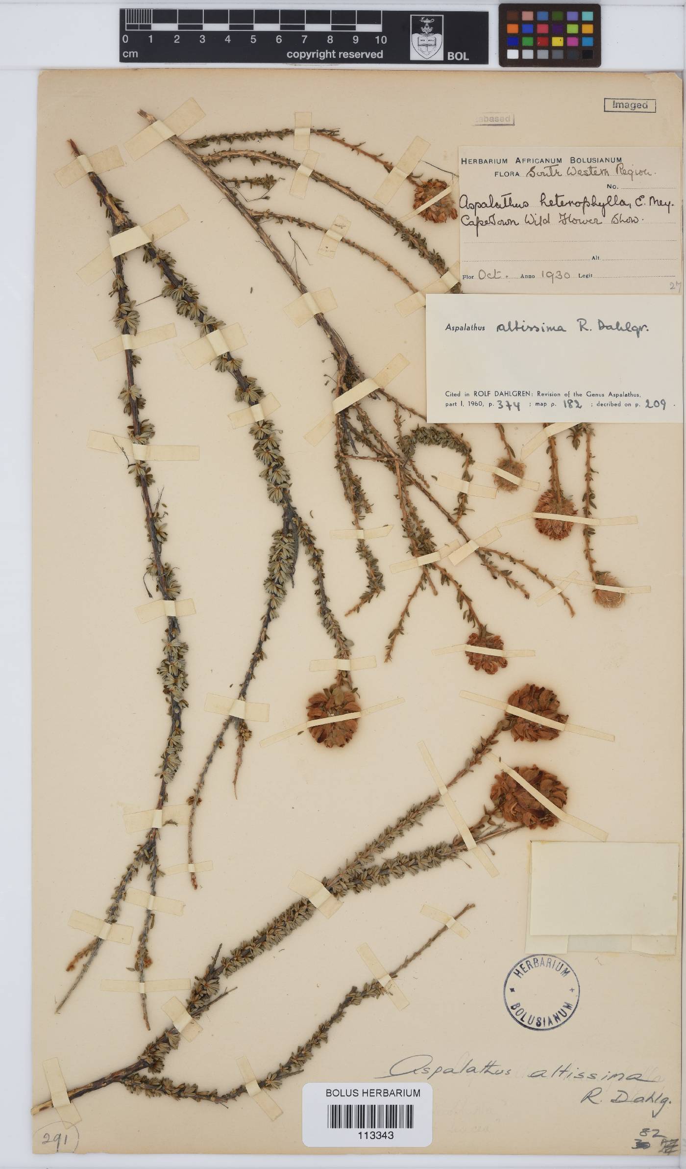 Aspalathus altissima image