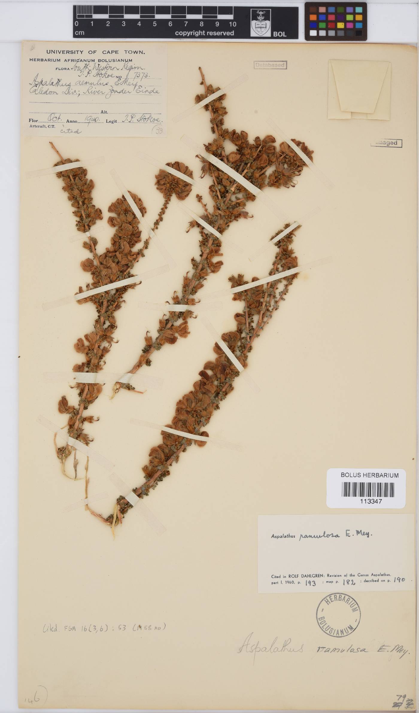 Aspalathus ramulosa image