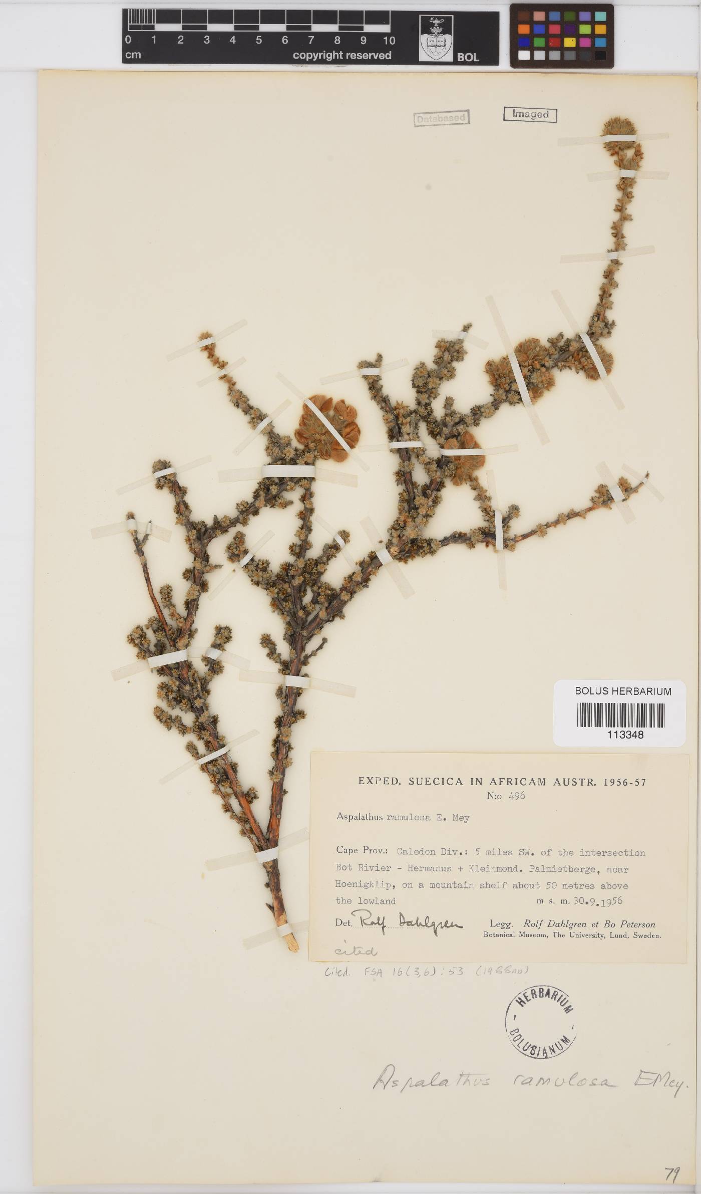 Aspalathus ramulosa image