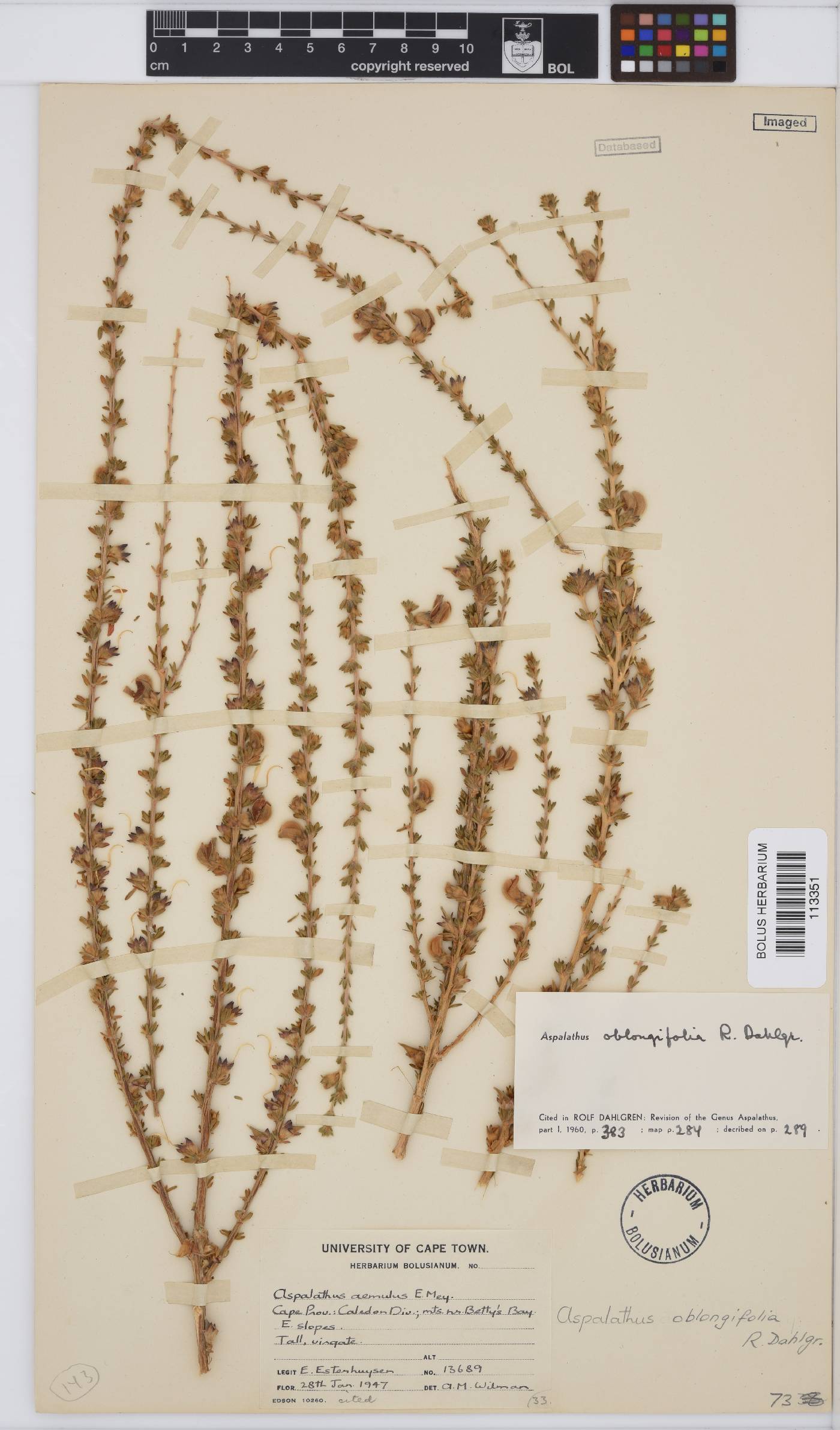 Aspalathus oblongifolia image